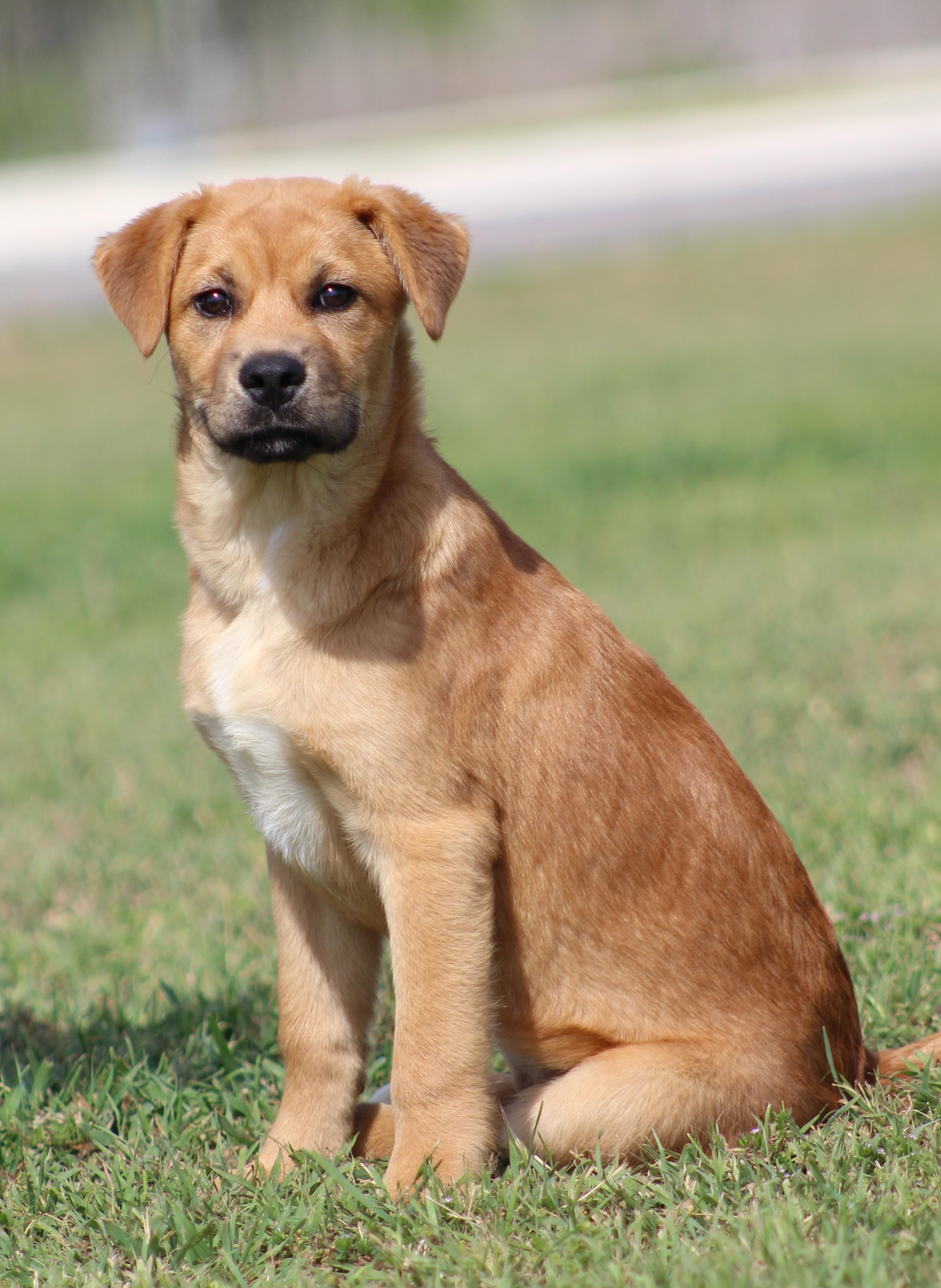 Enlarge Meg, a ADOPTABLE mixed breed in Temple, TX image 1/5