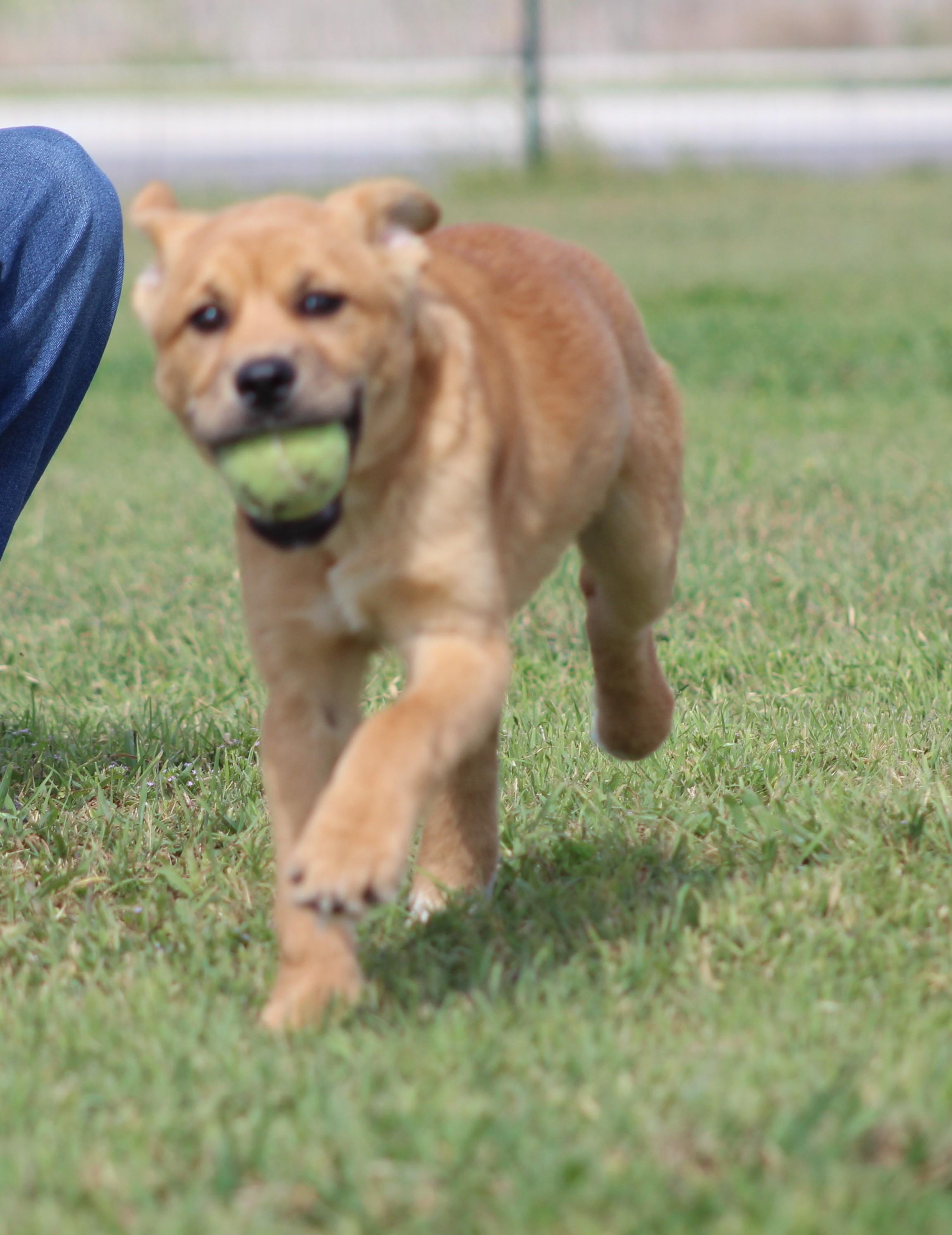 Enlarge Meg, a ADOPTABLE mixed breed in Temple, TX image 2/5
