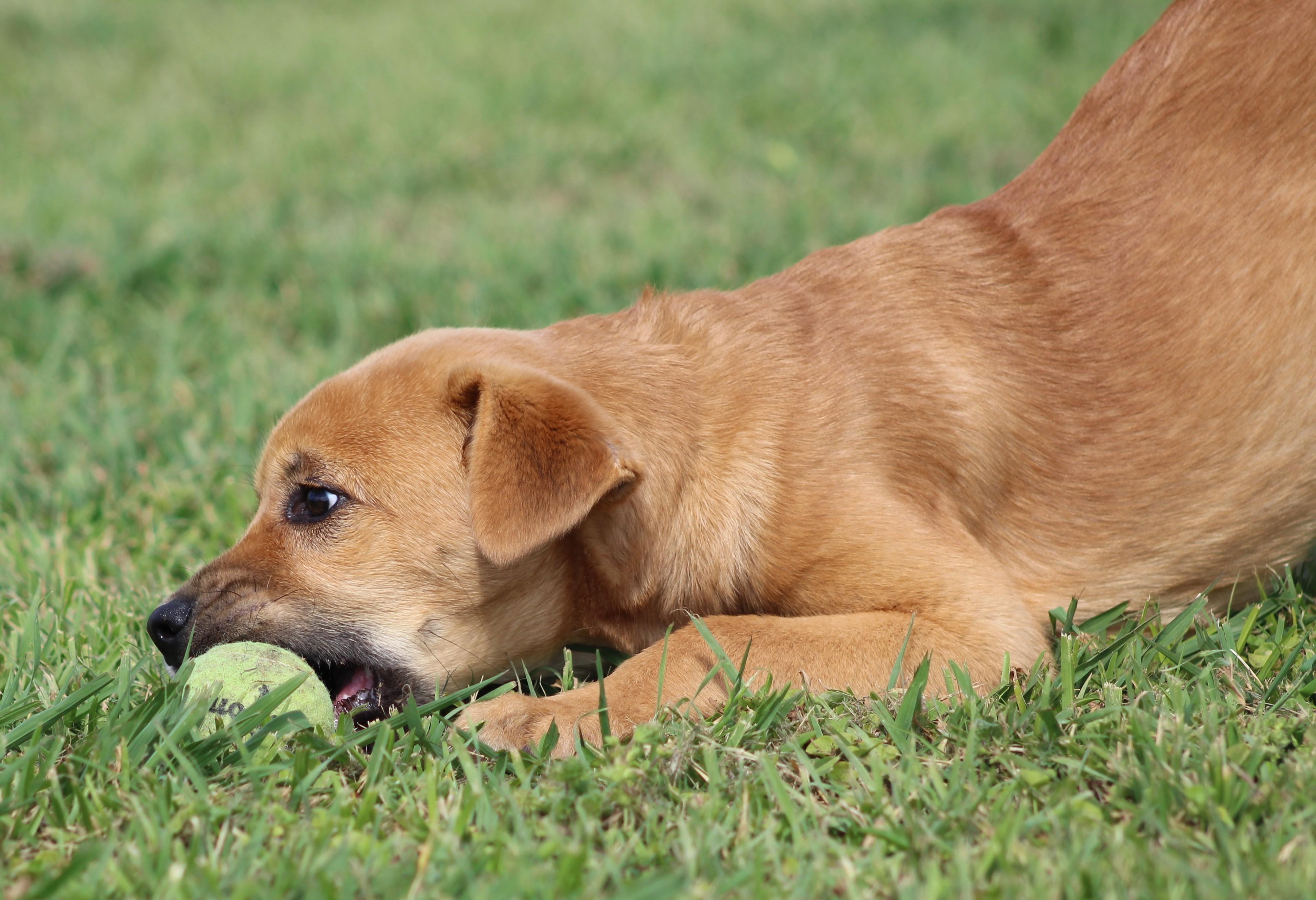 Enlarge Meg, a ADOPTABLE mixed breed in Temple, TX image 4/5