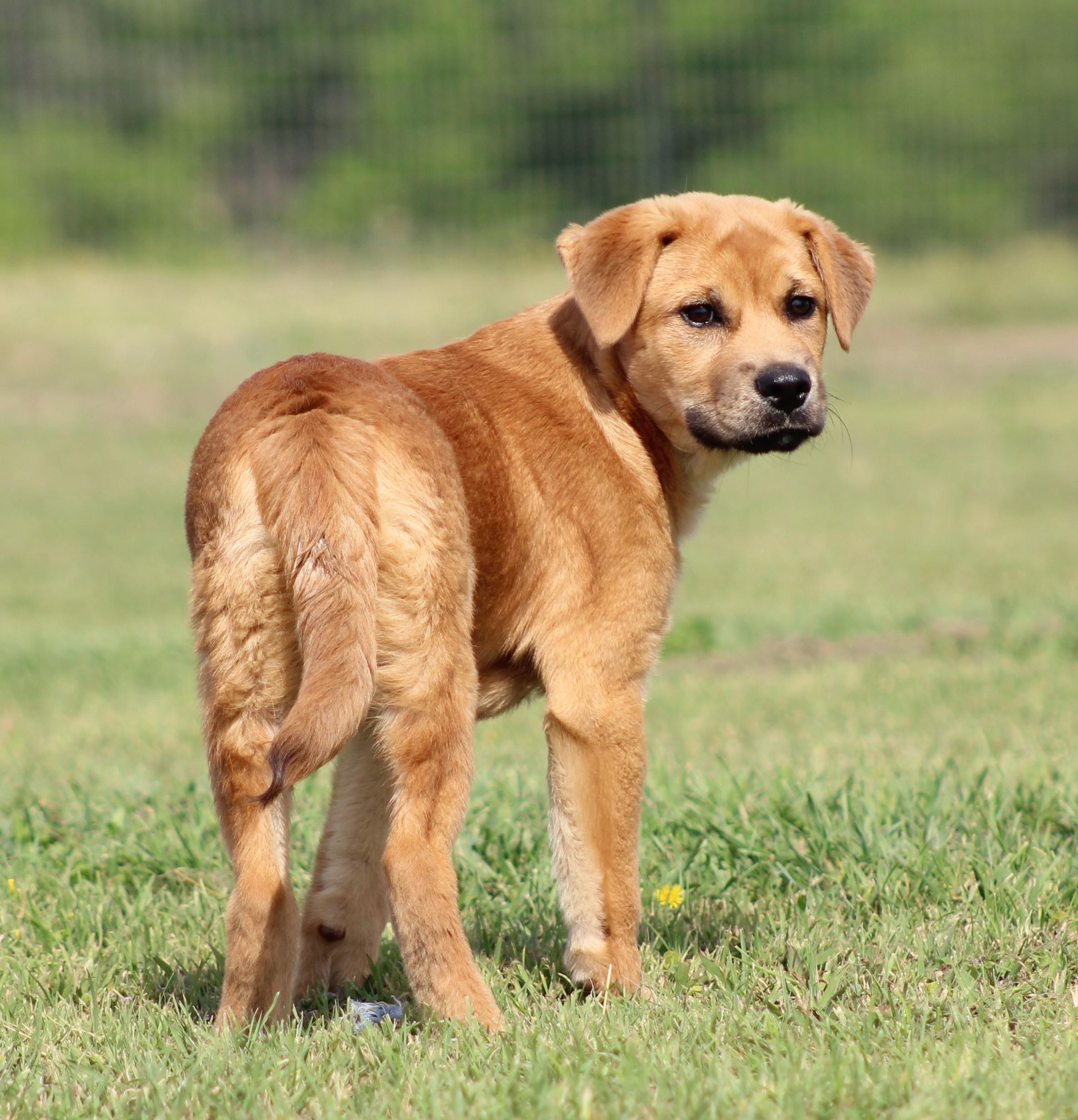 Enlarge Meg, a ADOPTABLE mixed breed in Temple, TX image 5/5