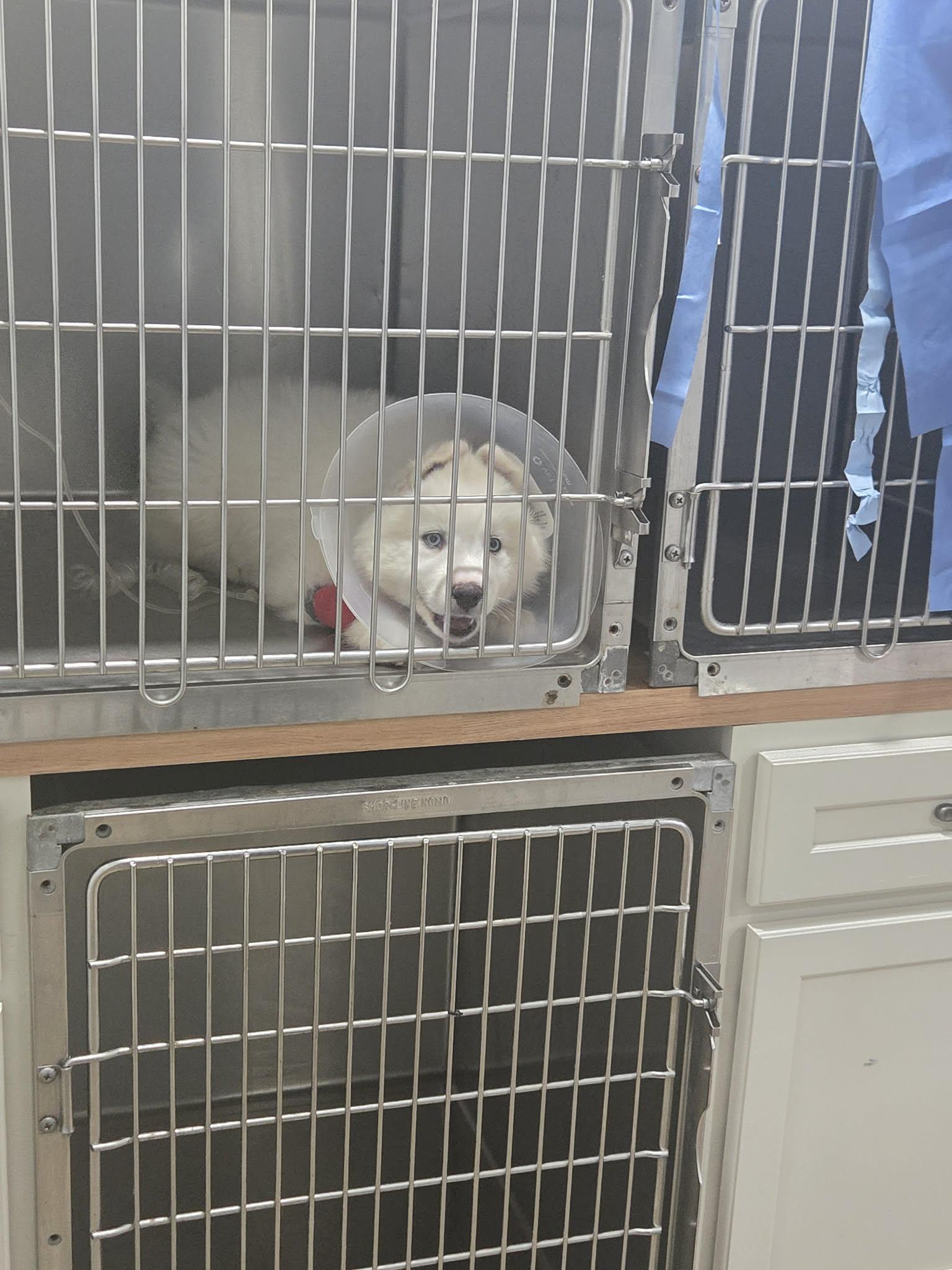 Enlarge Cue, an adopted mixed breed in Richmond, KY image 2/3