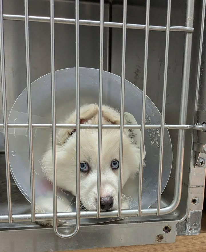 Cue, adopted, Puppy Male Samoyed.