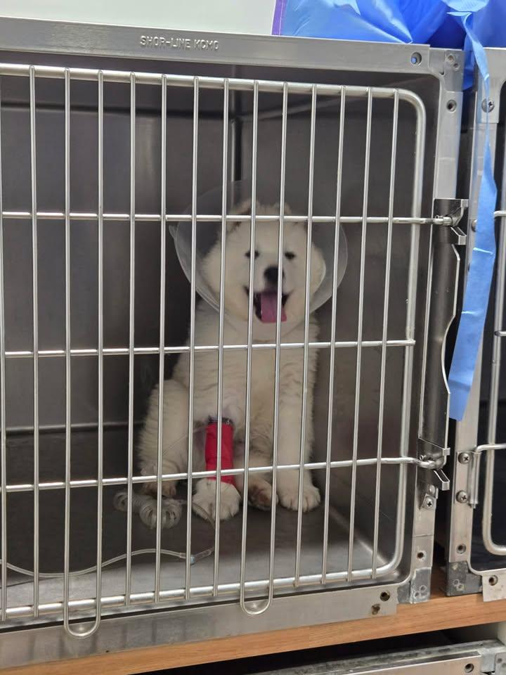 Enlarge Cue, an adopted mixed breed in Richmond, KY image 3/3