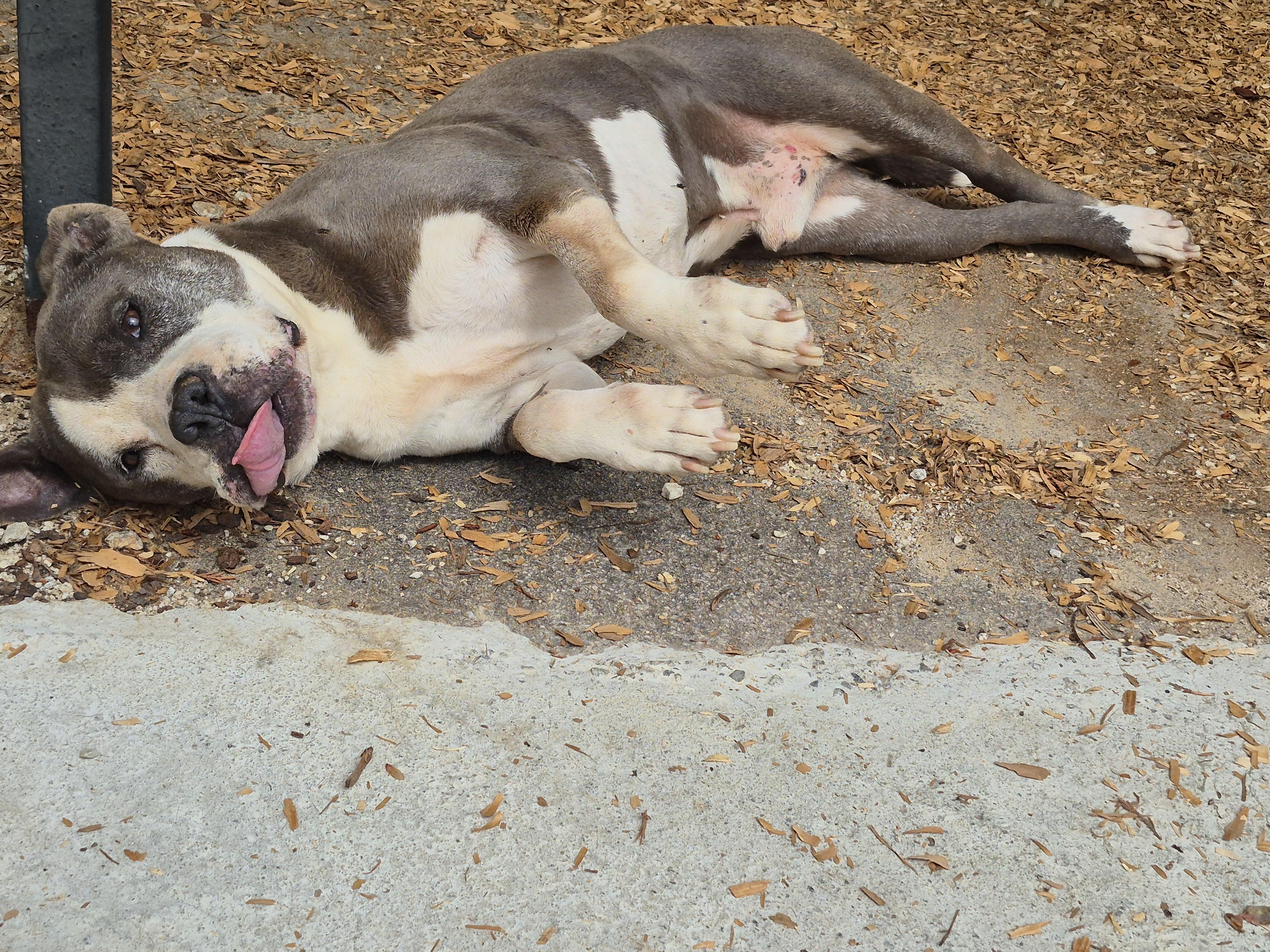 Bubba, adopted, Senior Male Pit Bull Terrier.