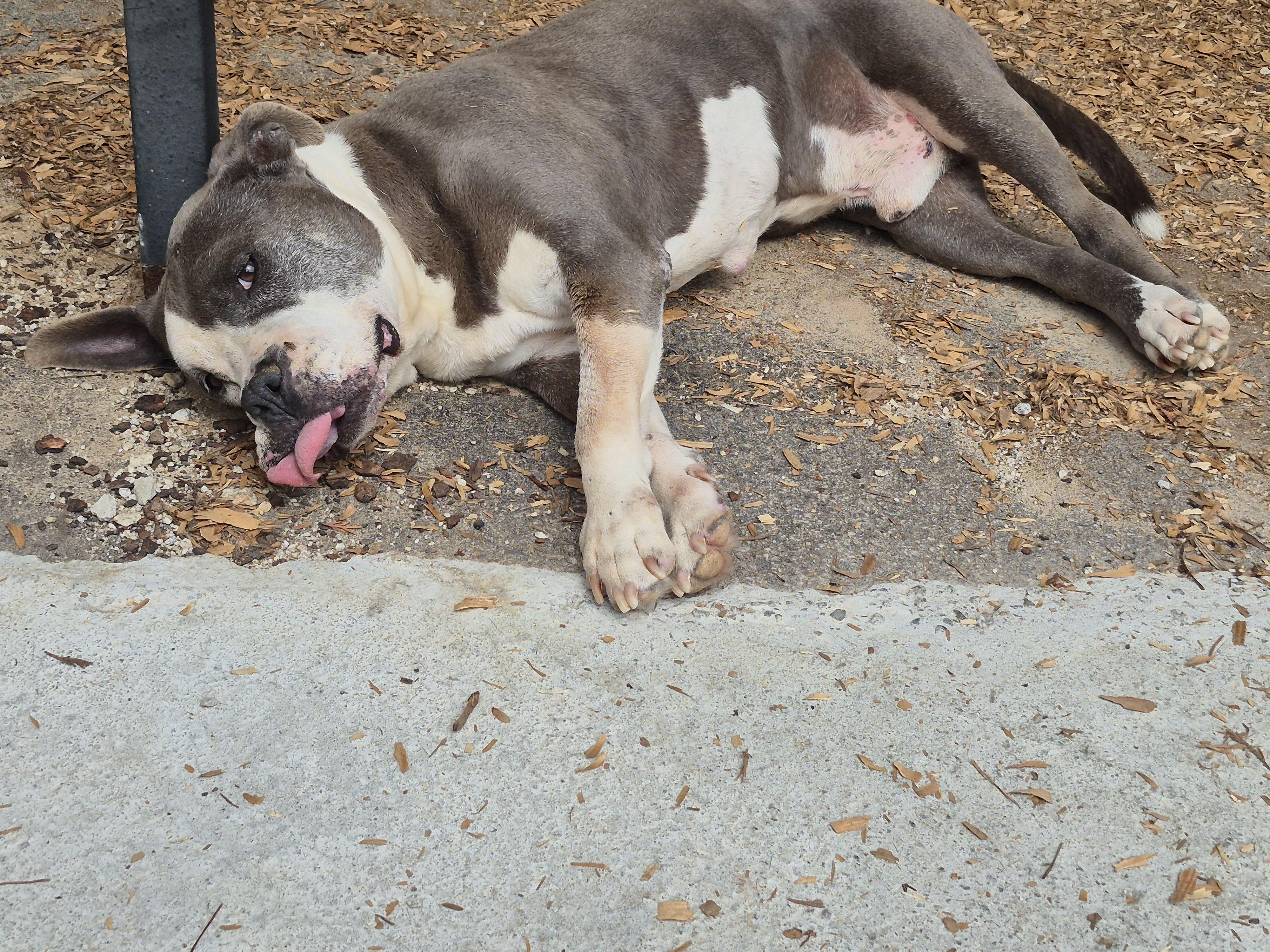 Enlarge Bubba, an adopted Pit Bull Terrier in Westminster, SC image 2/2