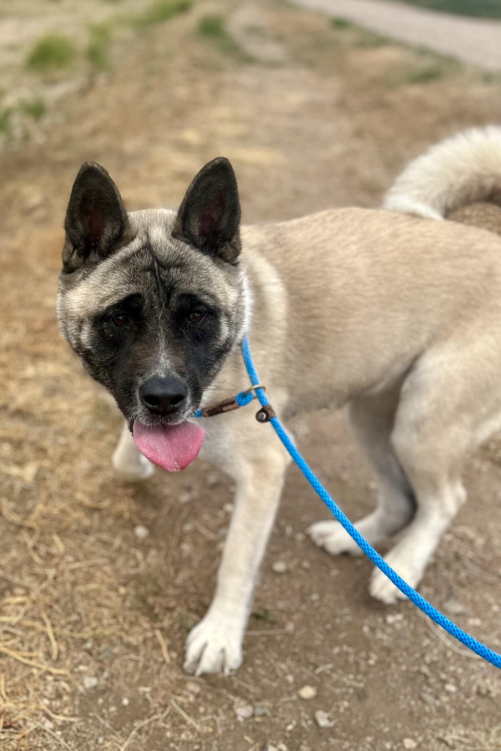 Astrid, Adoptable, Adult Female Akita & Mixed Breed.