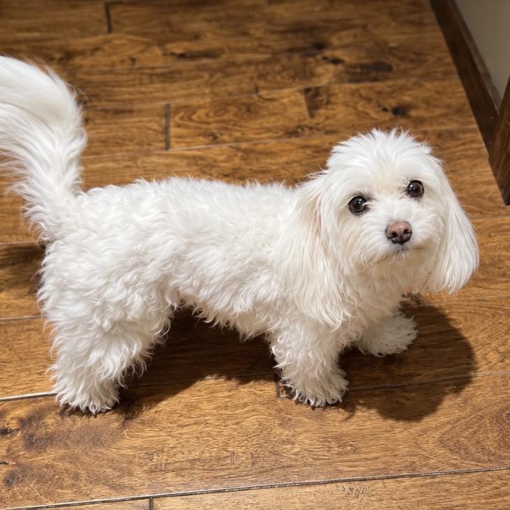 Enlarge Bo Peep, a Adoptable mixed breed in Austin, TX image 2/2