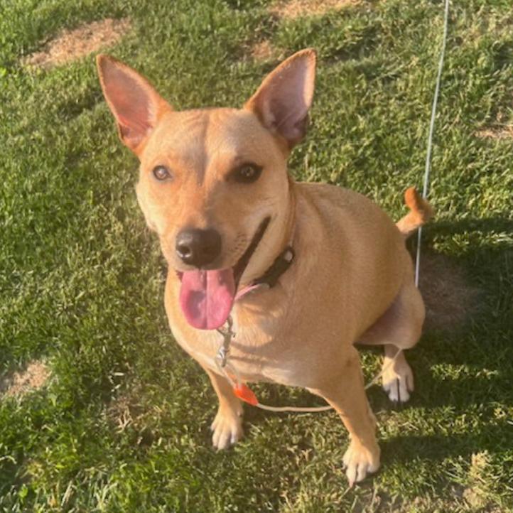 Sadie, Adoptable, Adult Female Labrador Retriever & Mixed Breed.