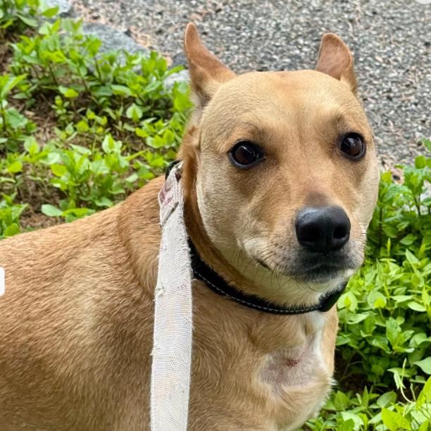 Enlarge Sadie, a Adoptable mixed breed in Lake Hopatcong, NJ image 2/3