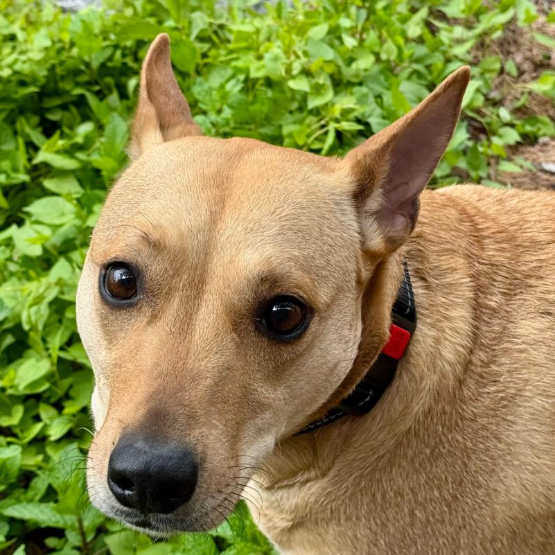 Enlarge Sadie, a Adoptable mixed breed in Lake Hopatcong, NJ image 3/3