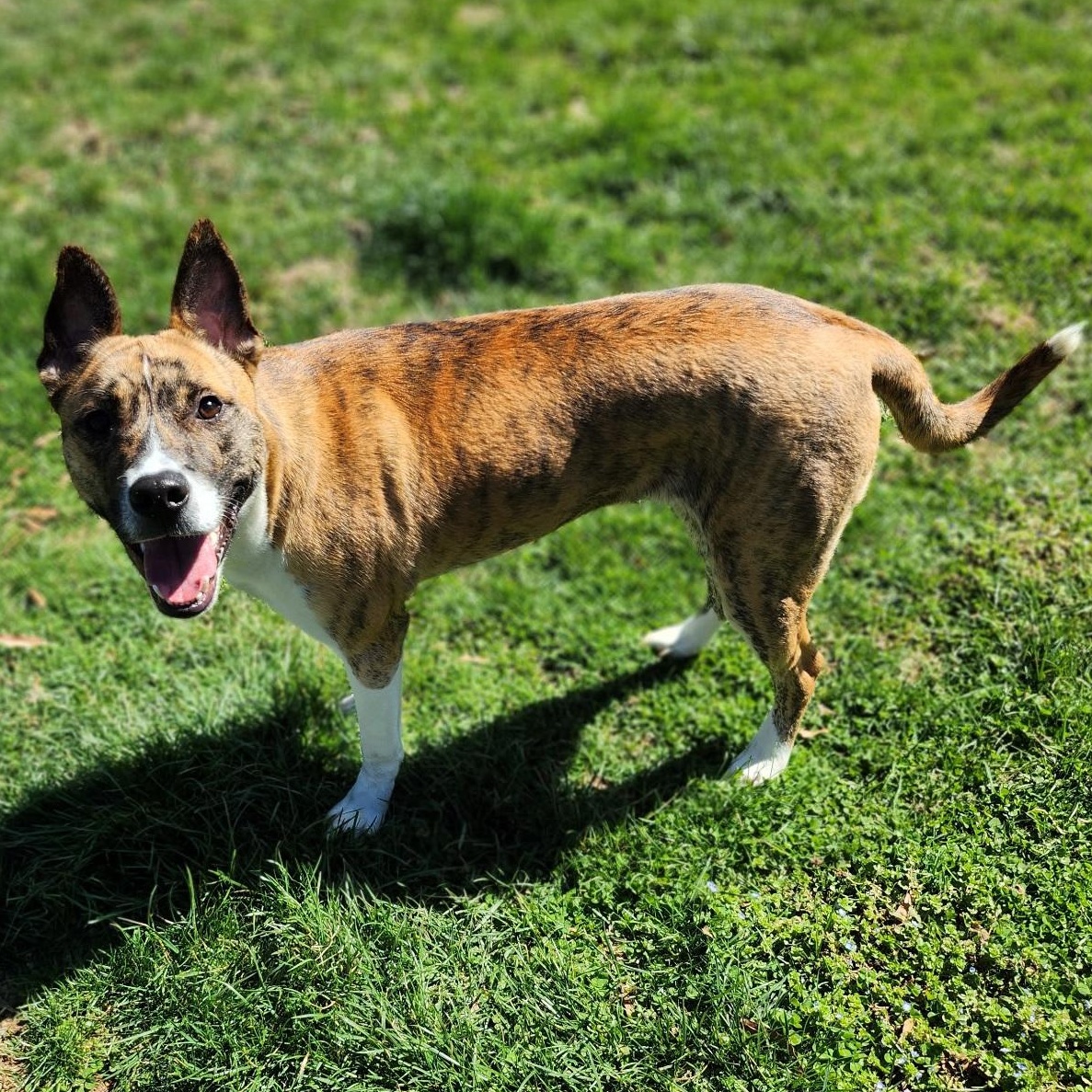 Enlarge Bruno, a Adoptable mixed breed in Stanley, VA image 2/3