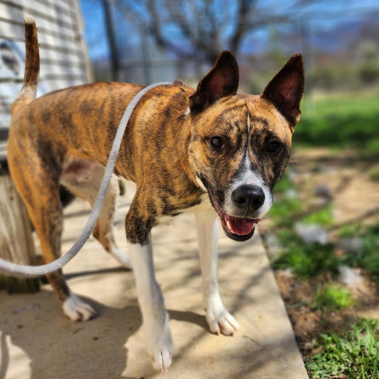 Enlarge Bruno, a Adoptable mixed breed in Stanley, VA image 1/3