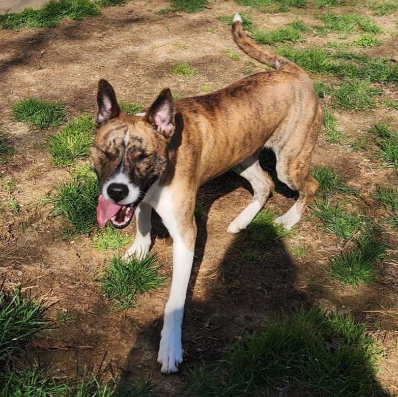 Enlarge Bruno, a Adoptable mixed breed in Stanley, VA image 5/5