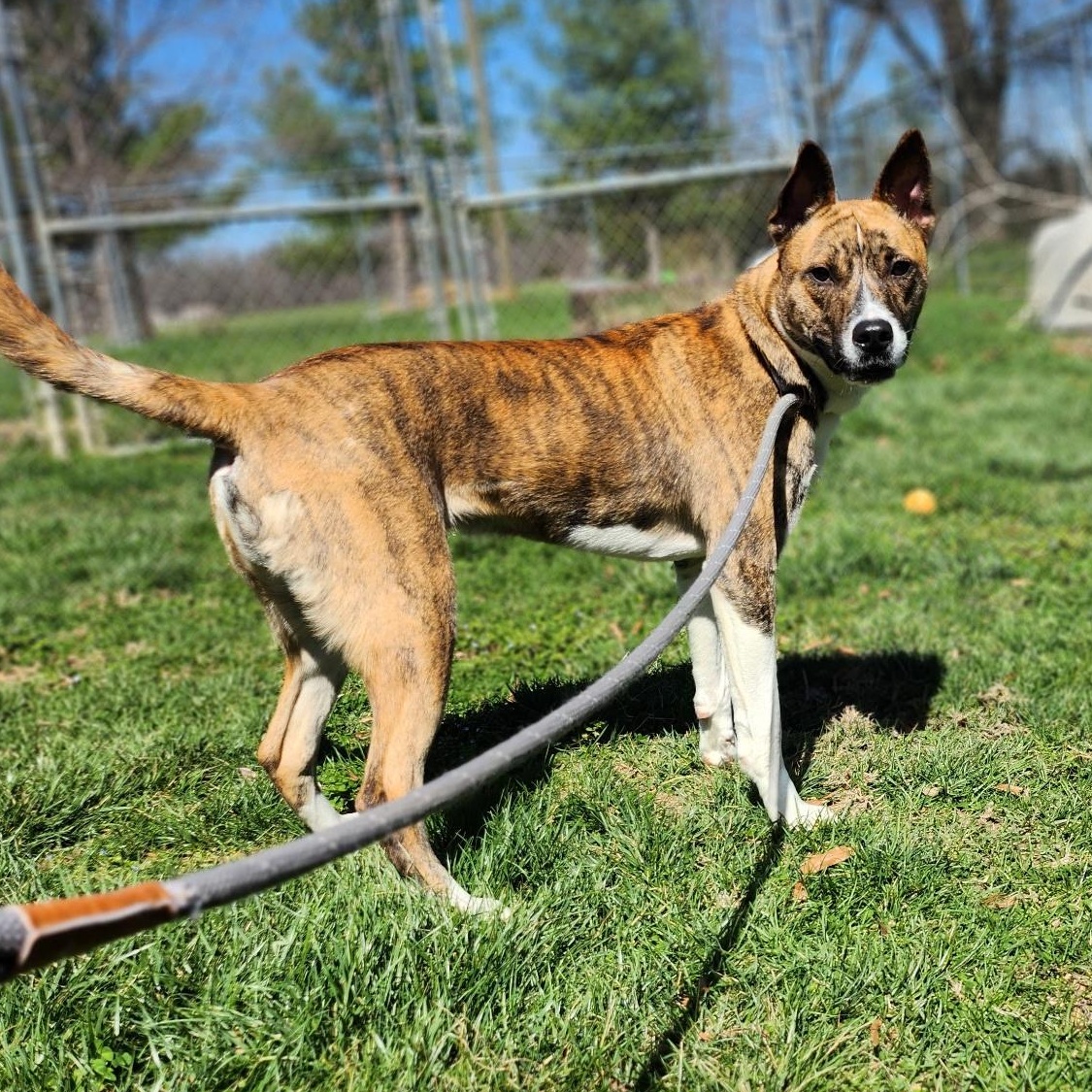 Enlarge Bruno, a Adoptable mixed breed in Stanley, VA image 3/3