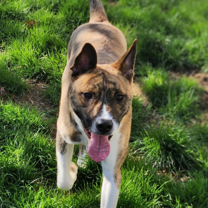 Enlarge Bruno, a Adoptable mixed breed in Stanley, VA image 1/5