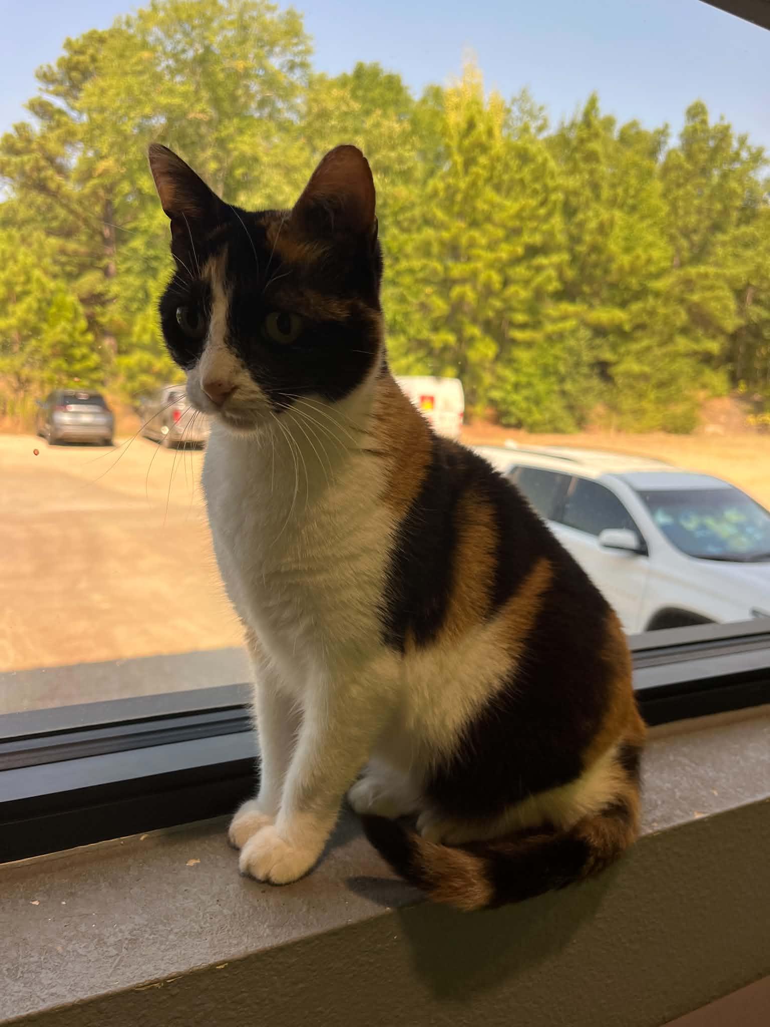 Enlarge Mardi, a Adoptable mixed breed in Tyler, TX image 1/5
