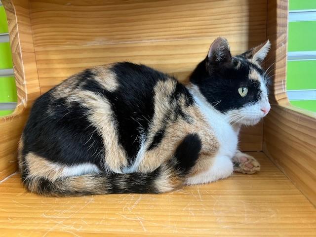 Enlarge Mardi, a Adoptable mixed breed in Tyler, TX image 3/5