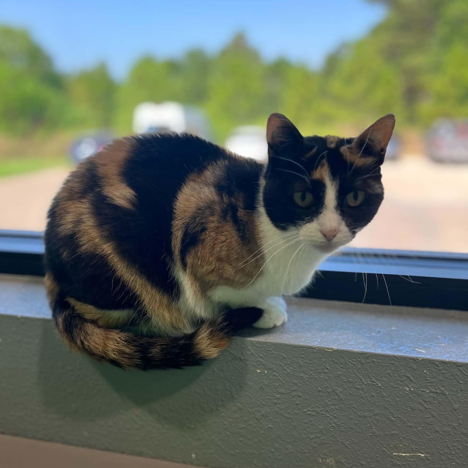 Enlarge Mardi, a Adoptable mixed breed in Tyler, TX image 4/5