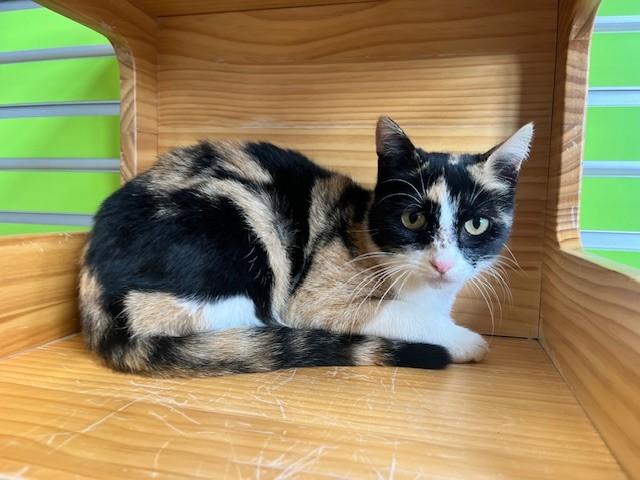 Enlarge Mardi, a Adoptable mixed breed in Tyler, TX image 2/5
