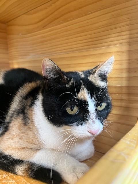 Mardi — thumbnail 4