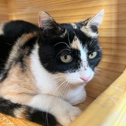 Enlarge Mardi, a Adoptable mixed breed in Tyler, TX image 5/5