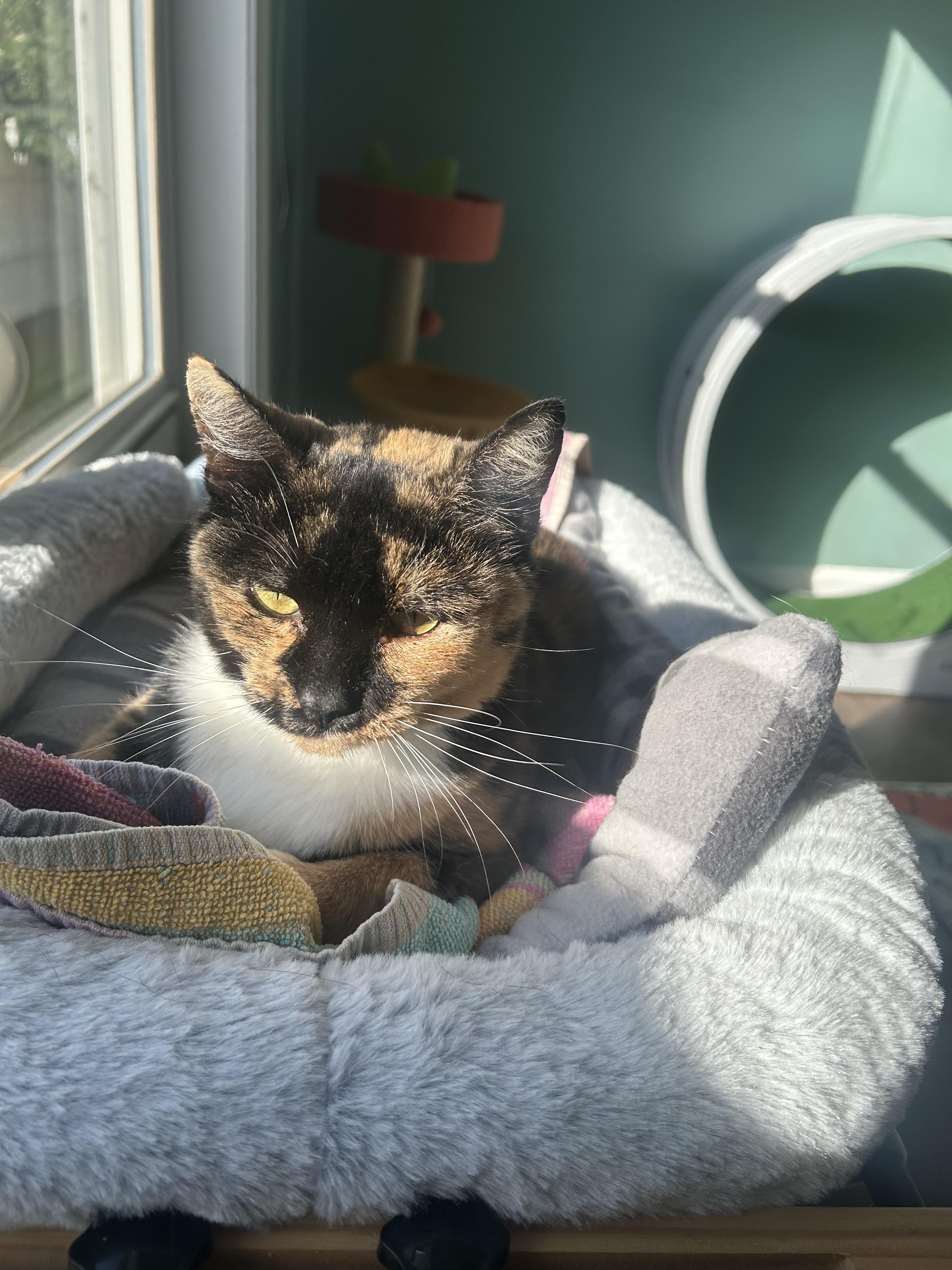 Enlarge Darcie, a Adopted Calico in Pound, VA image 3/4