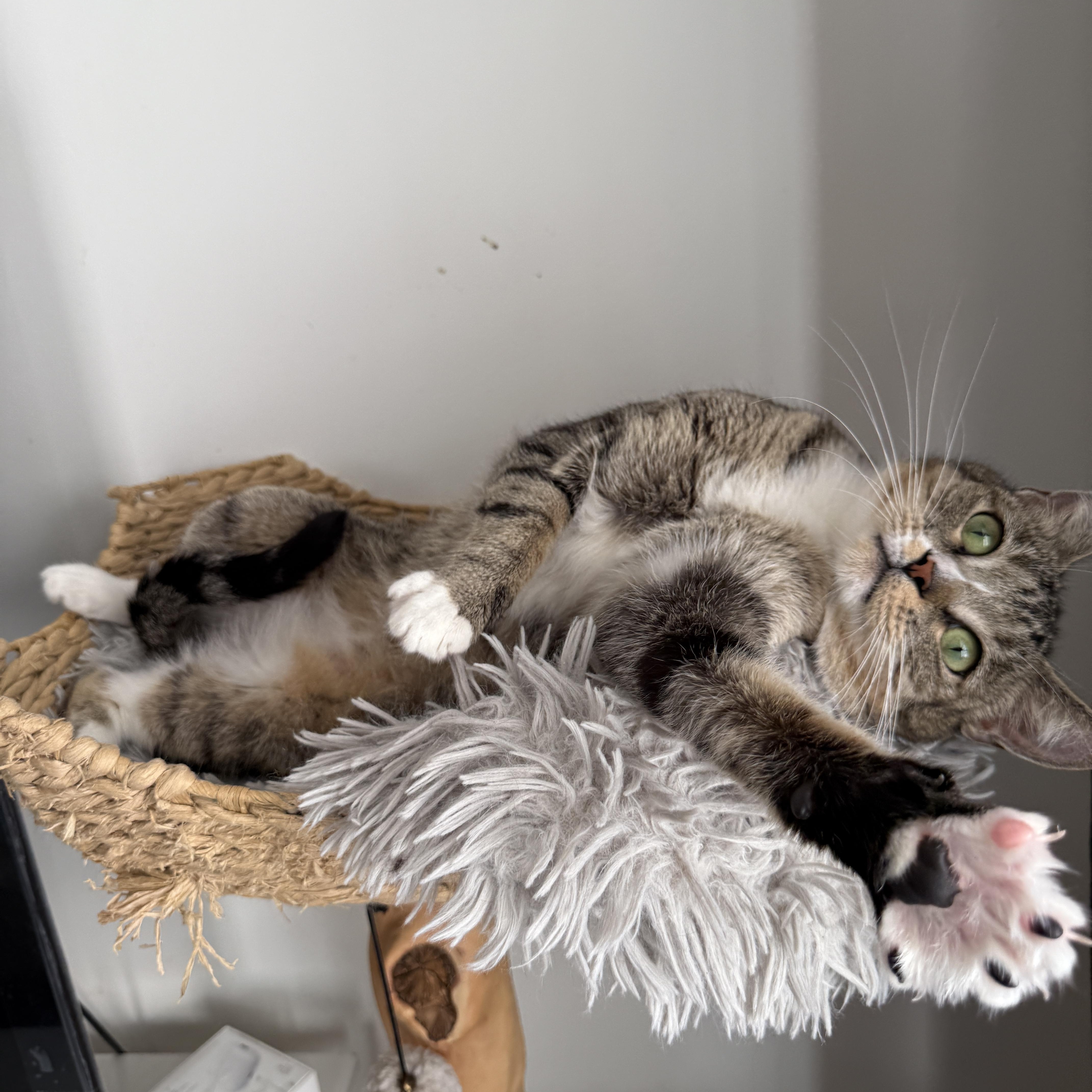 Enlarge Tennessee , an adopted Domestic Short Hair in Brooklyn, NY image 2/5