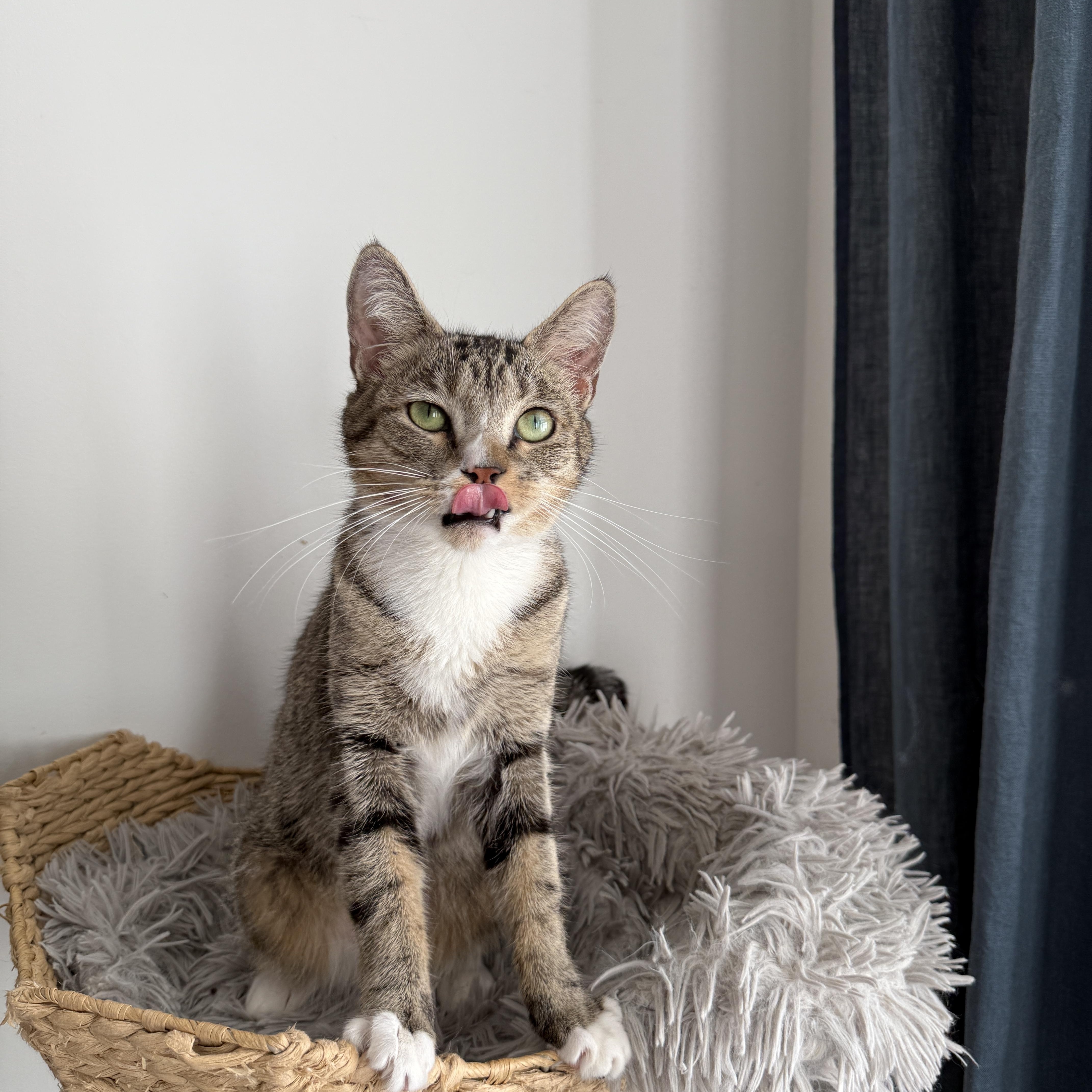 Enlarge Tennessee , an adopted Domestic Short Hair in Brooklyn, NY image 5/5