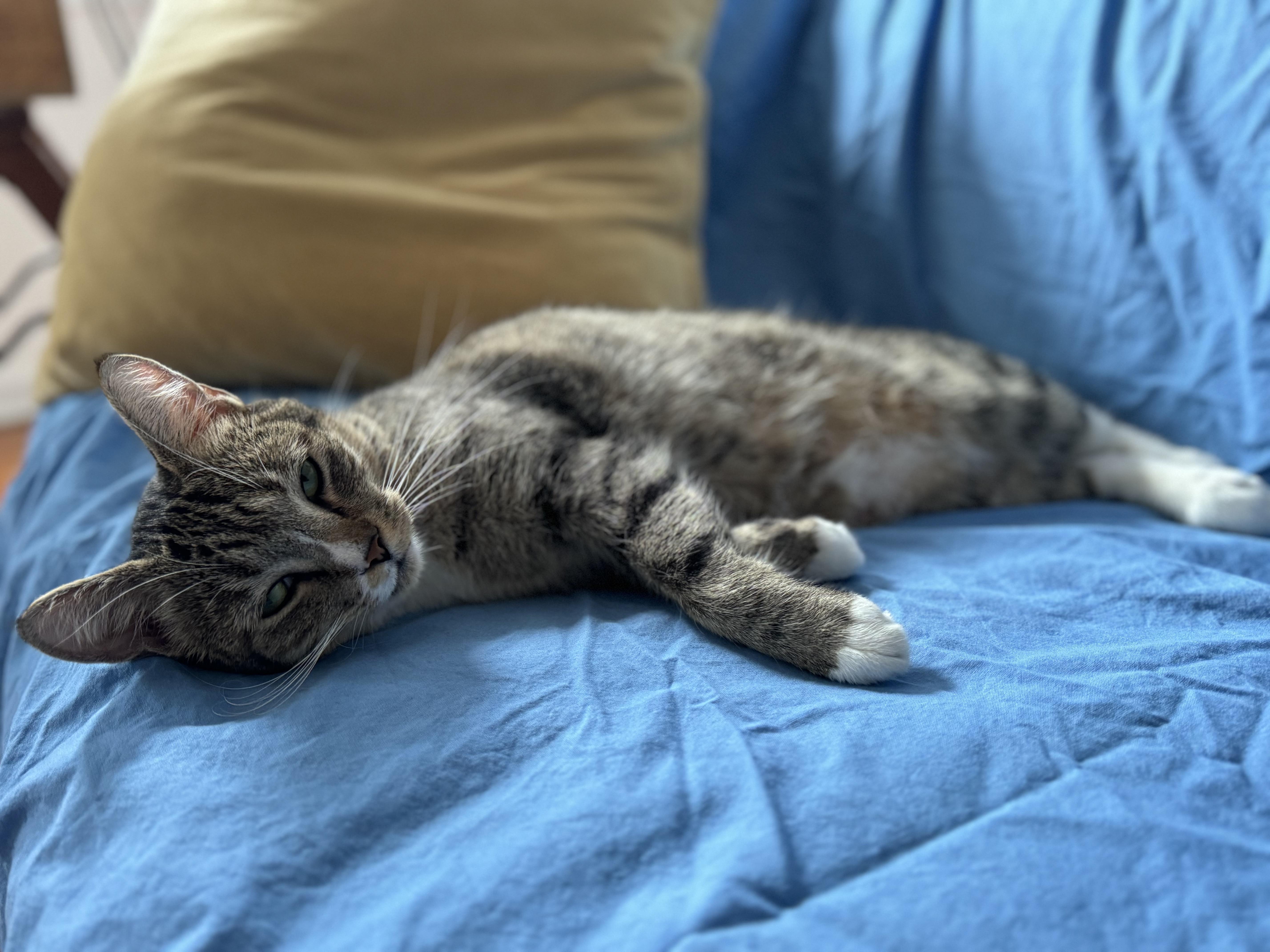 Enlarge Tennessee , an adopted Domestic Short Hair in Brooklyn, NY image 3/5