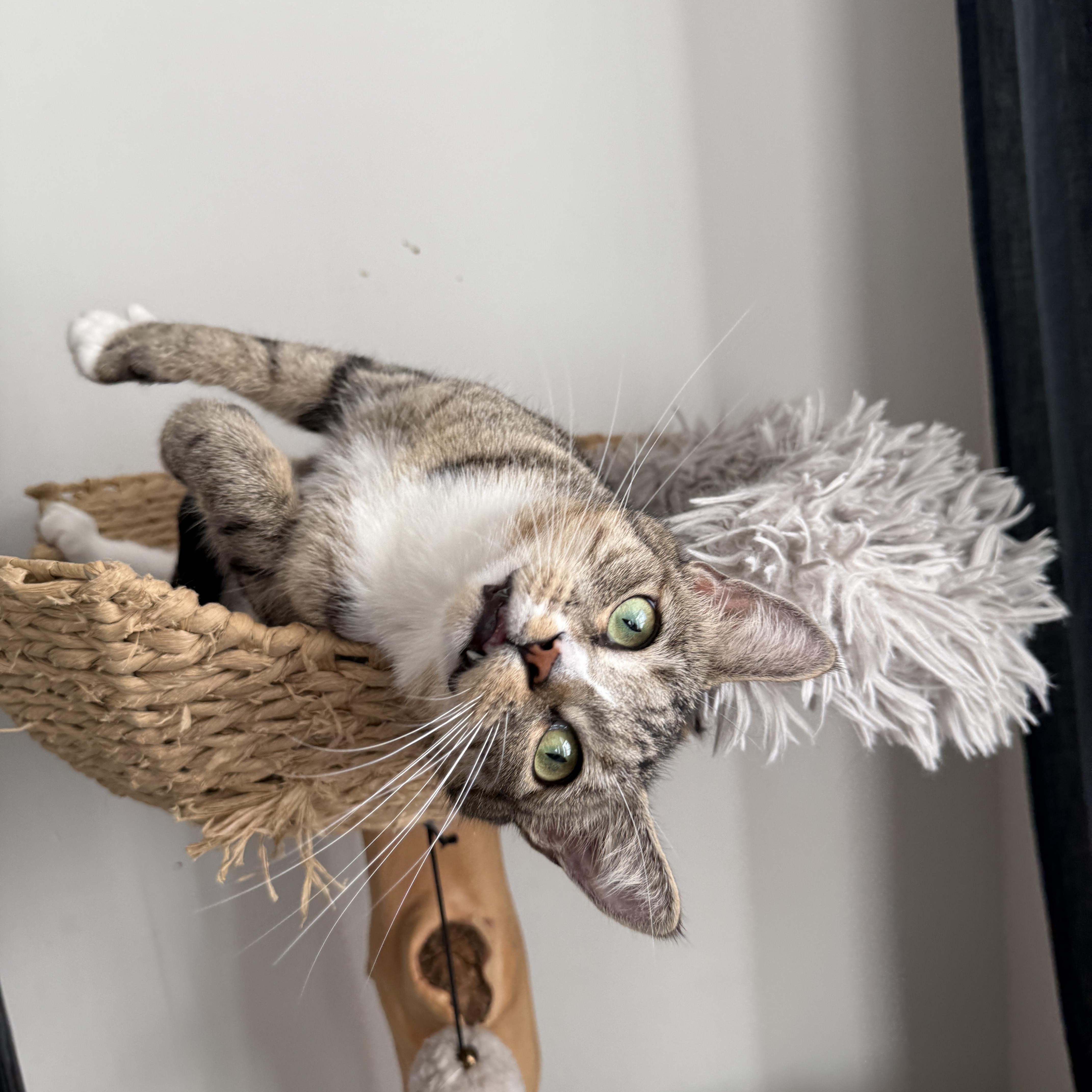 Enlarge Tennessee , an adopted Domestic Short Hair in Brooklyn, NY image 4/5