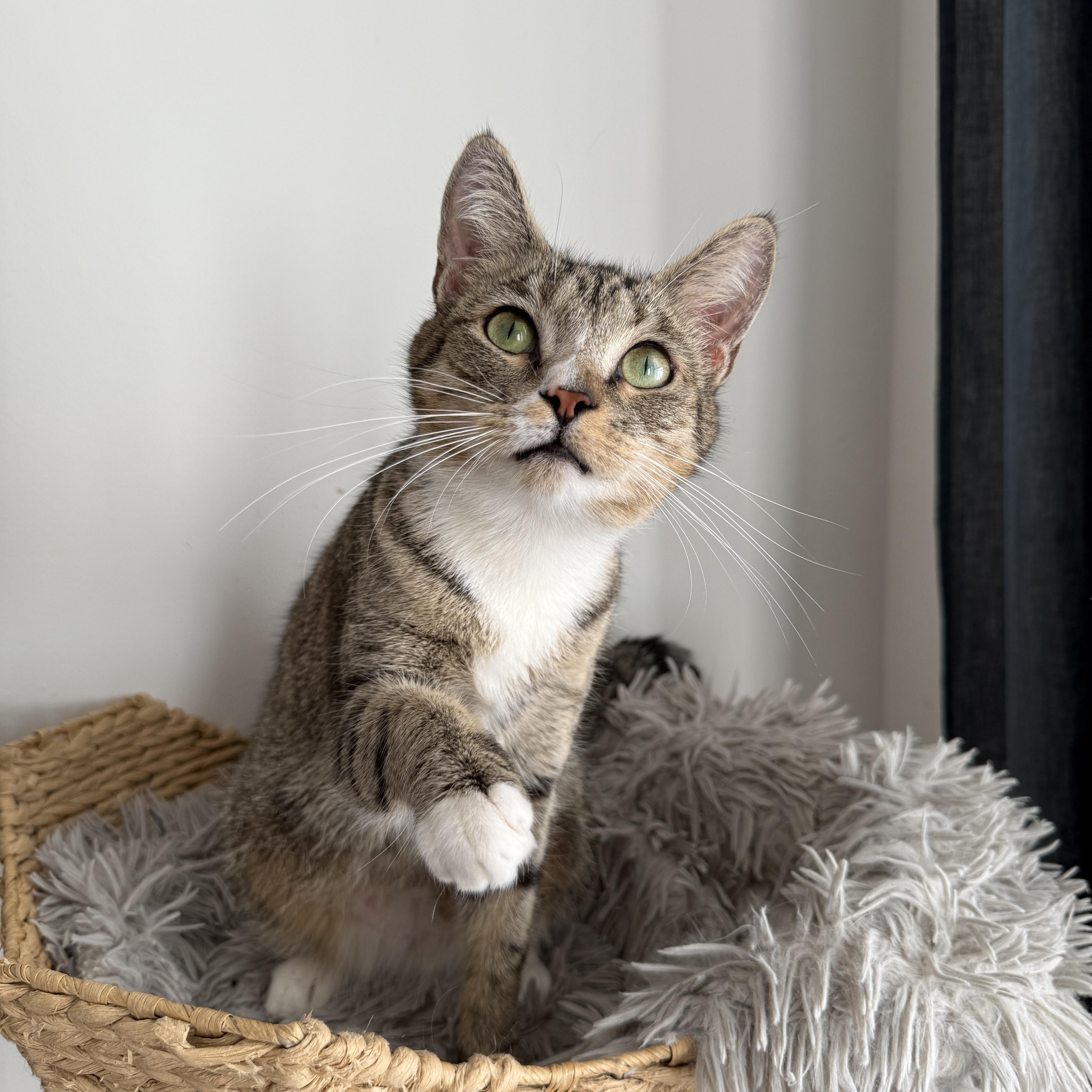 Enlarge Tennessee , an adopted Domestic Short Hair in Brooklyn, NY image 1/5
