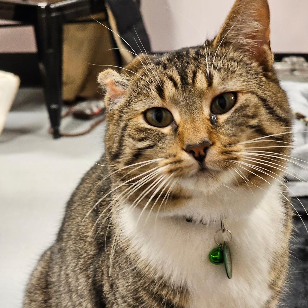 Bubs, Adoptable, Adult Male Domestic Short Hair.