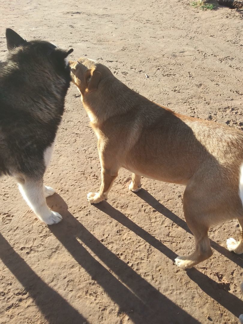 Tanner, an adoptable Anatolian Shepherd & Husky Mix in Anton, TX_image-1