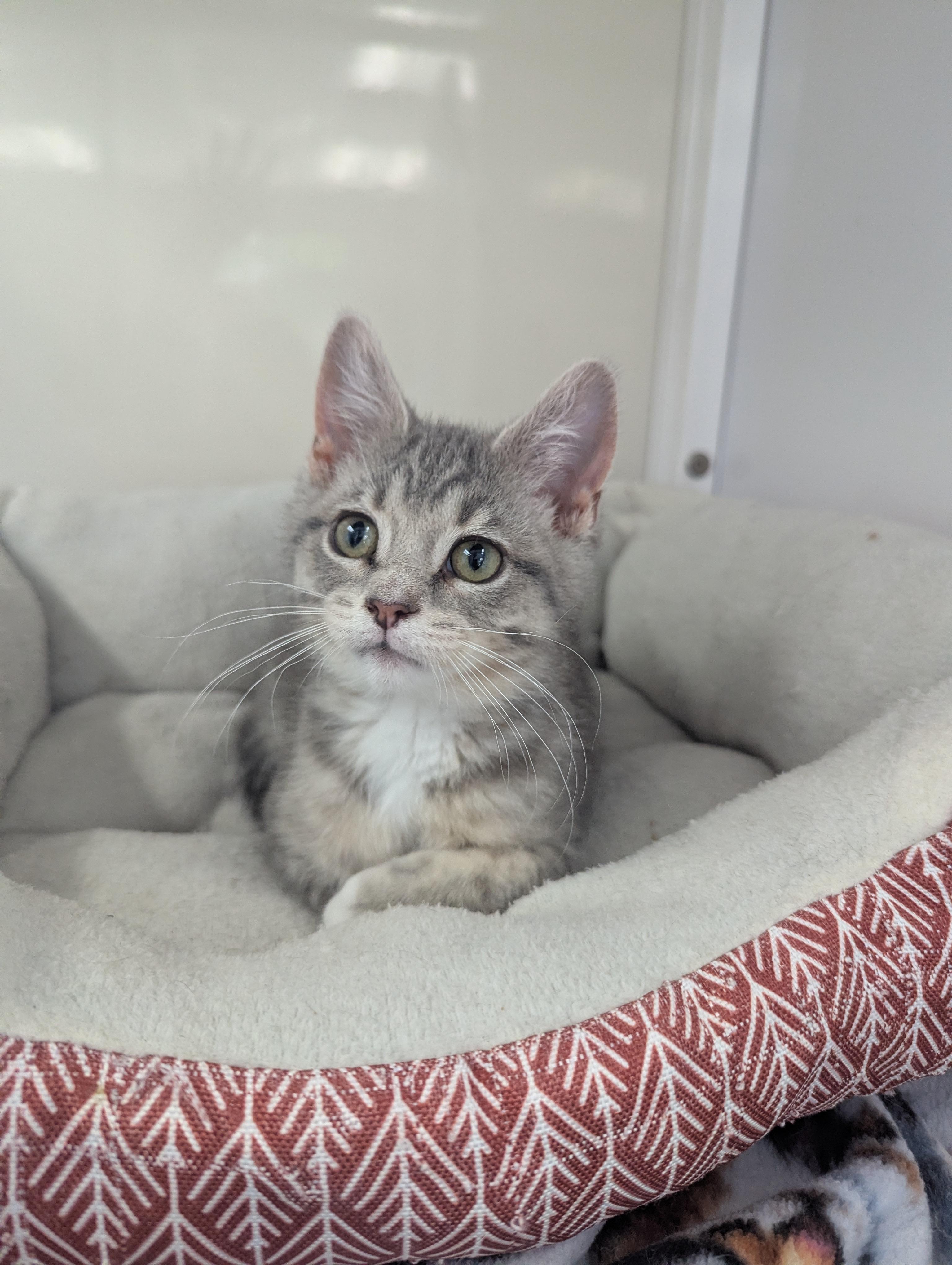Prudence, adopted, Kitten Female Domestic Short Hair.
