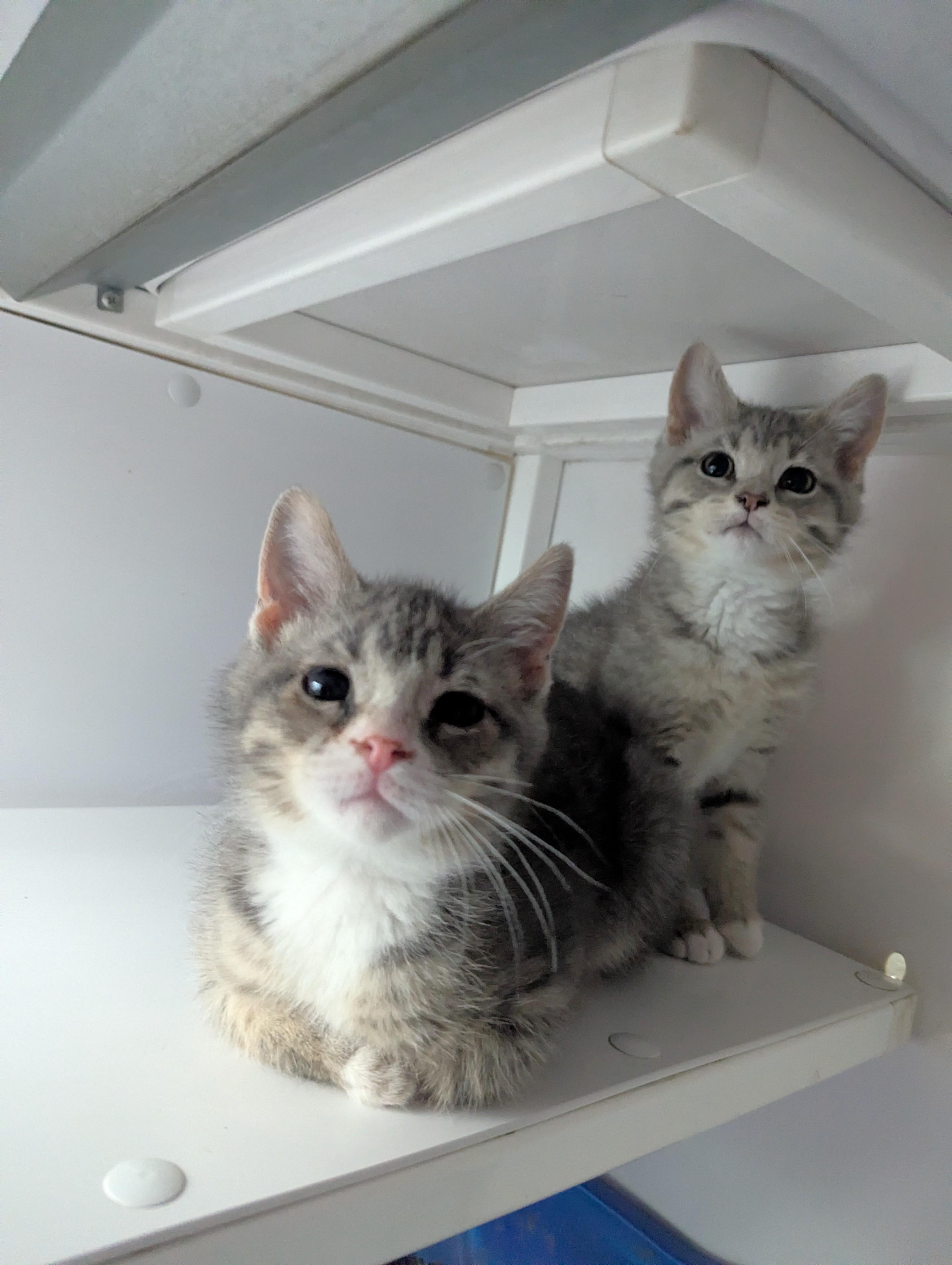 Enlarge Prudence, an adopted Domestic Short Hair in Oconto, WI image 2/2
