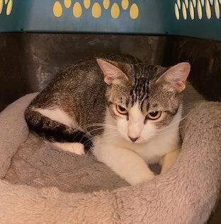 Merida, Adoptable, Young Female Domestic Short Hair.
