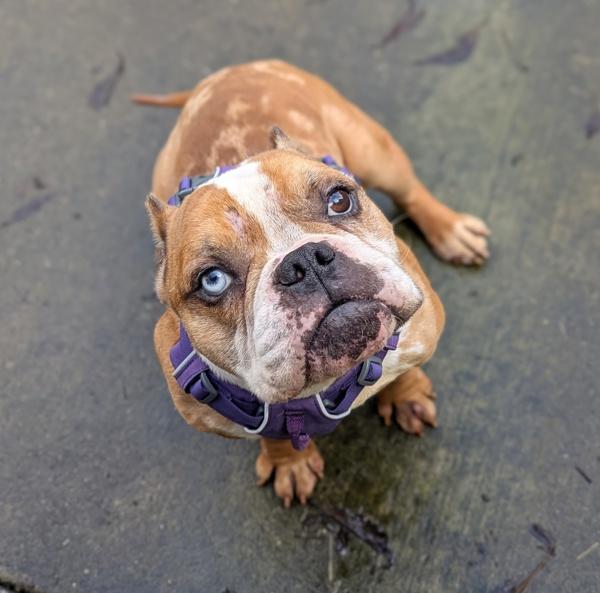 Frisco, Adoptable, Adult Male English Bulldog.