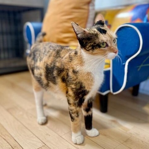Enlarge Cleopatra Bonfire, a Adoptable mixed breed in Indianapolis, IN image 3/6