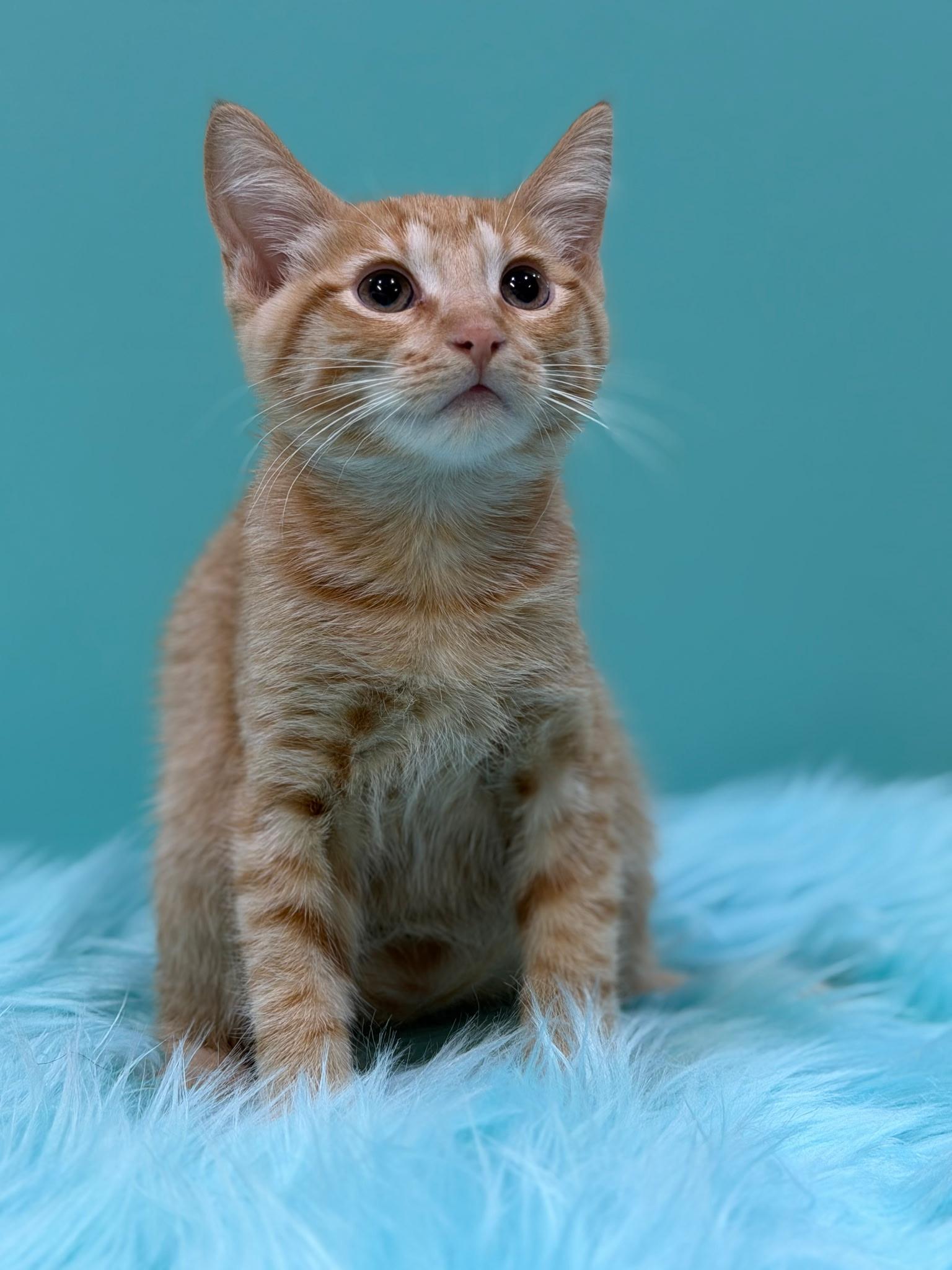 Asiago, a ADOPTABLE Domestic Short Hair in West Chester, OH image 2/3