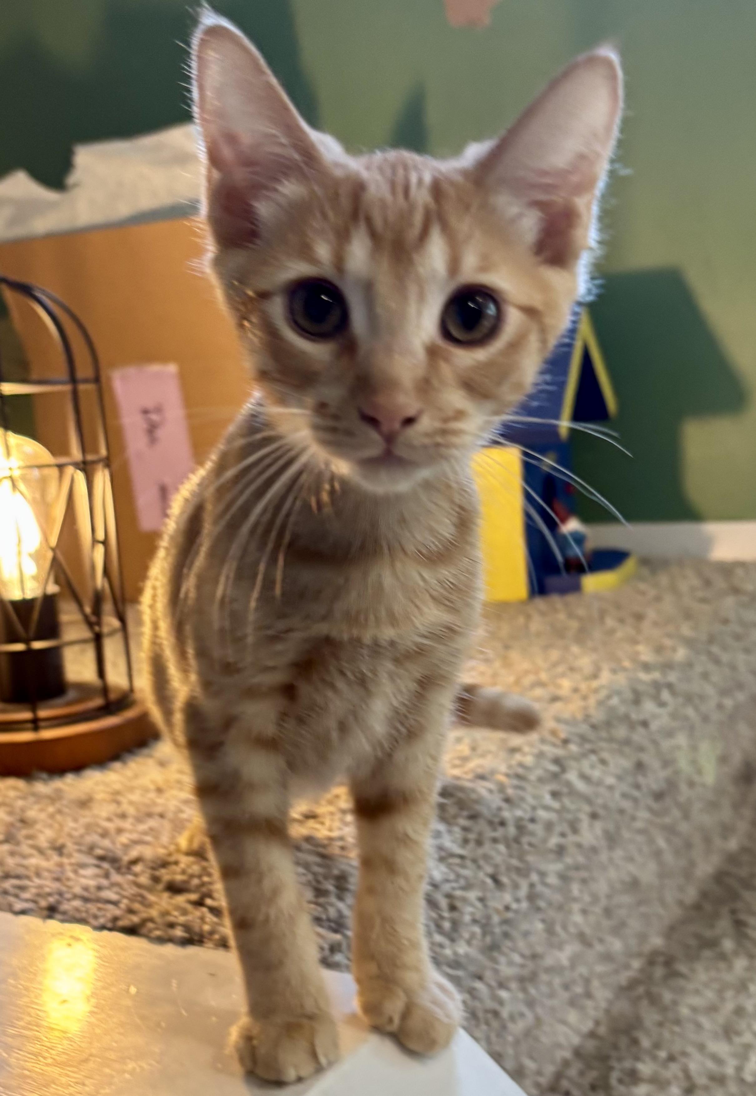 Asiago, ADOPTABLE, Kitten Male Domestic Short Hair.