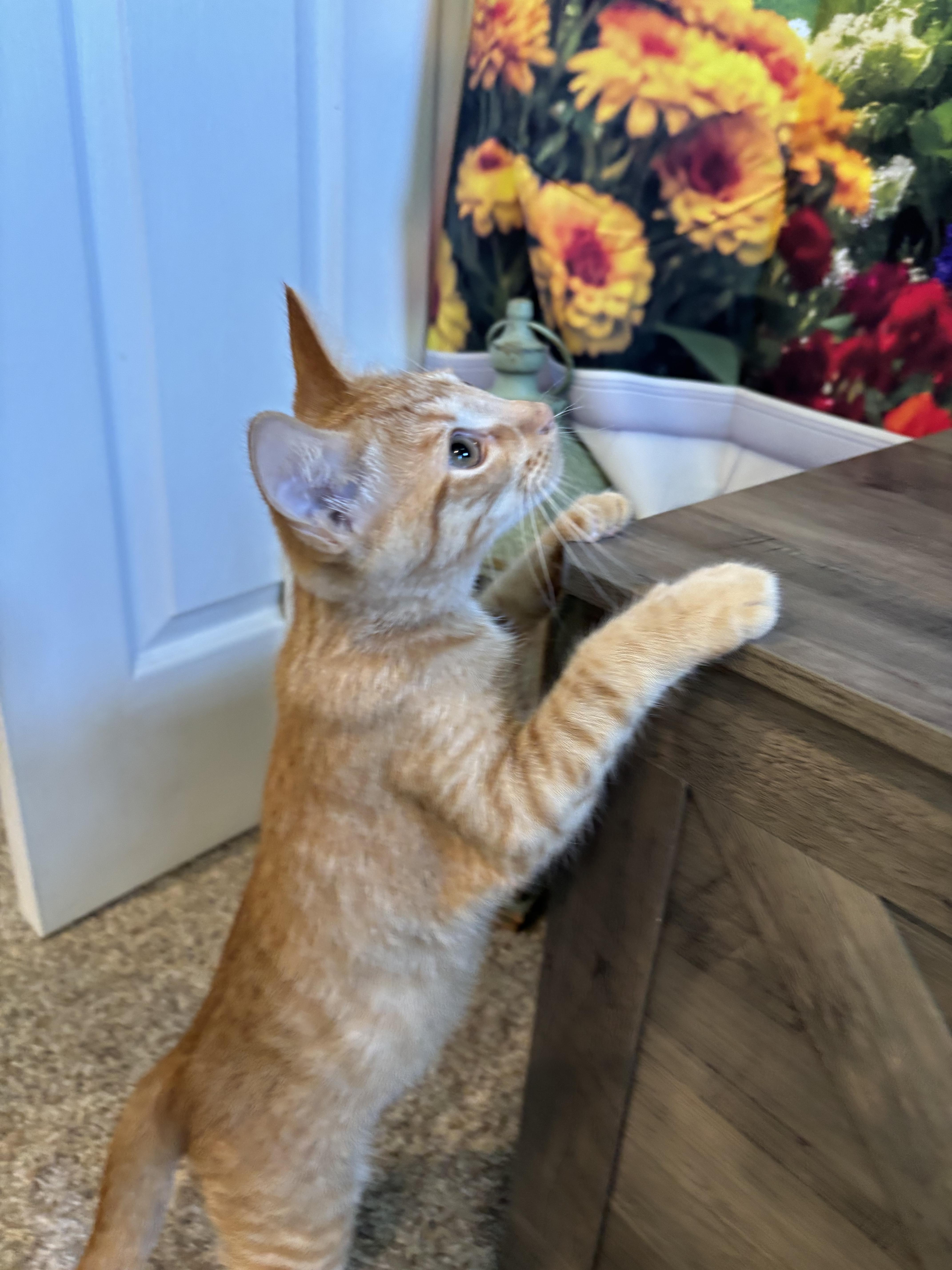 Asiago, a ADOPTABLE Domestic Short Hair in West Chester, OH image 3/3