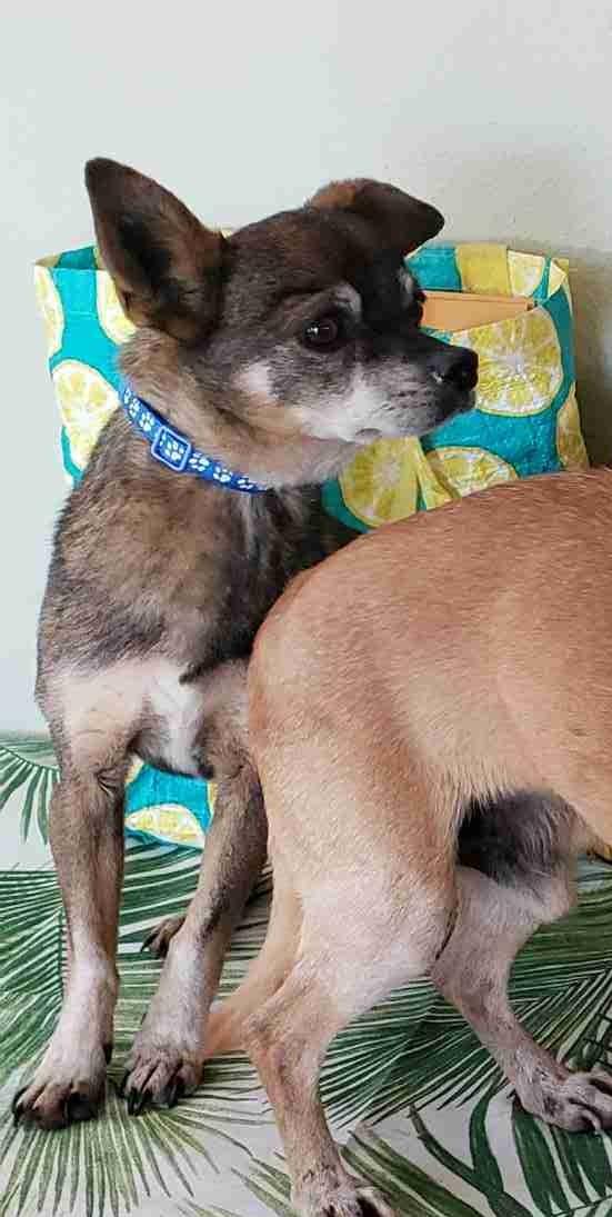Enlarge Espresso , a ADOPTABLE mixed breed in Ventura, CA image 2/6