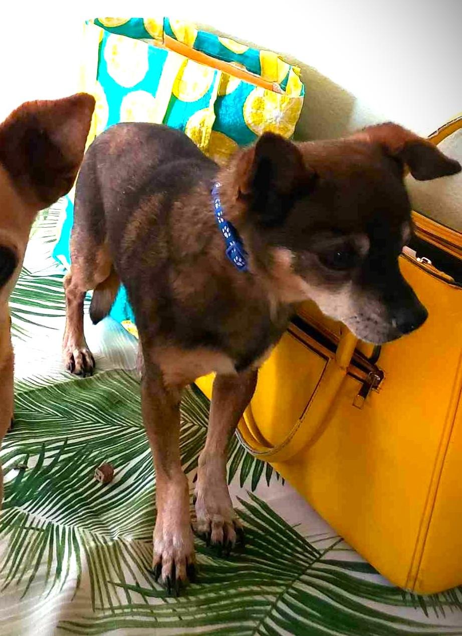 Enlarge Espresso , a ADOPTABLE mixed breed in Ventura, CA image 6/6