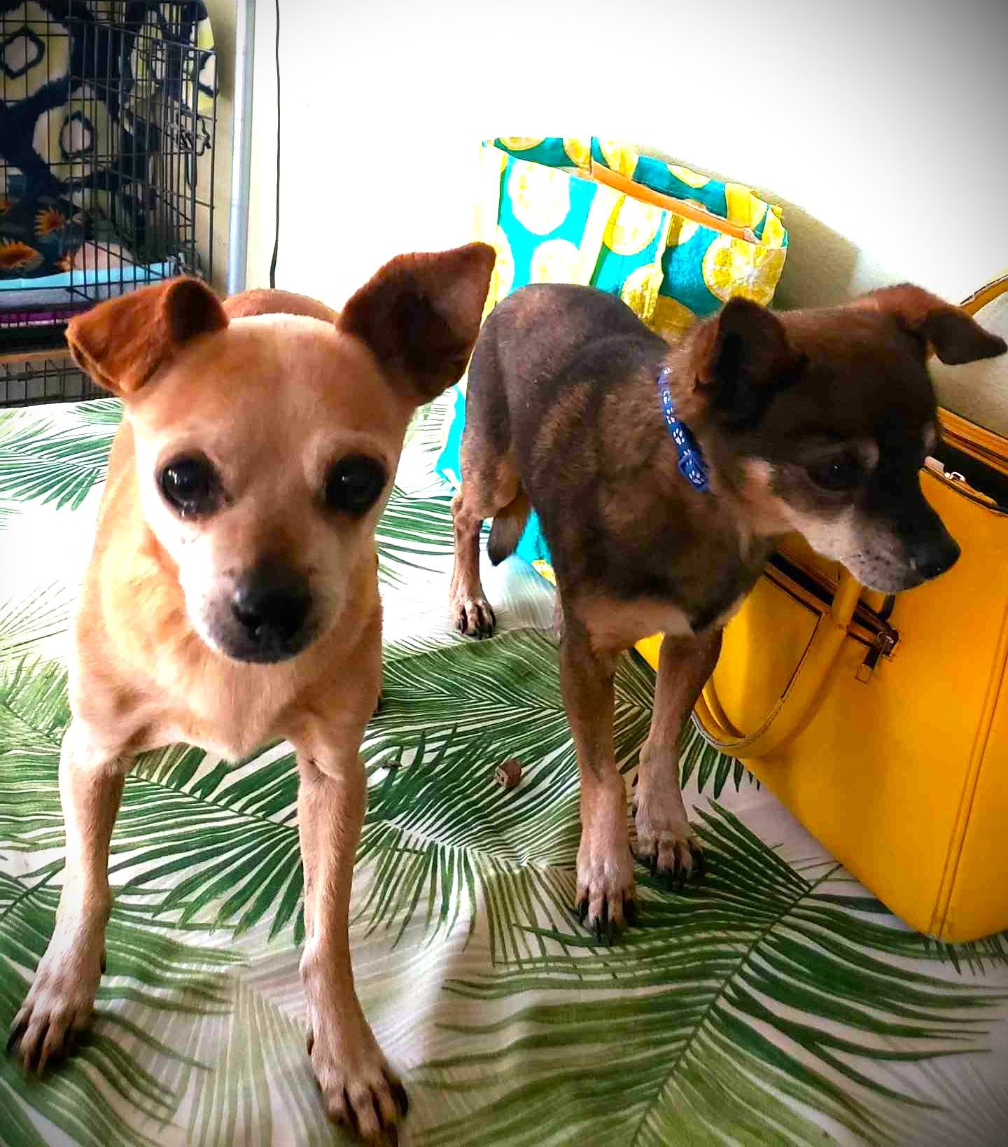Enlarge Espresso , a ADOPTABLE mixed breed in Ventura, CA image 4/6