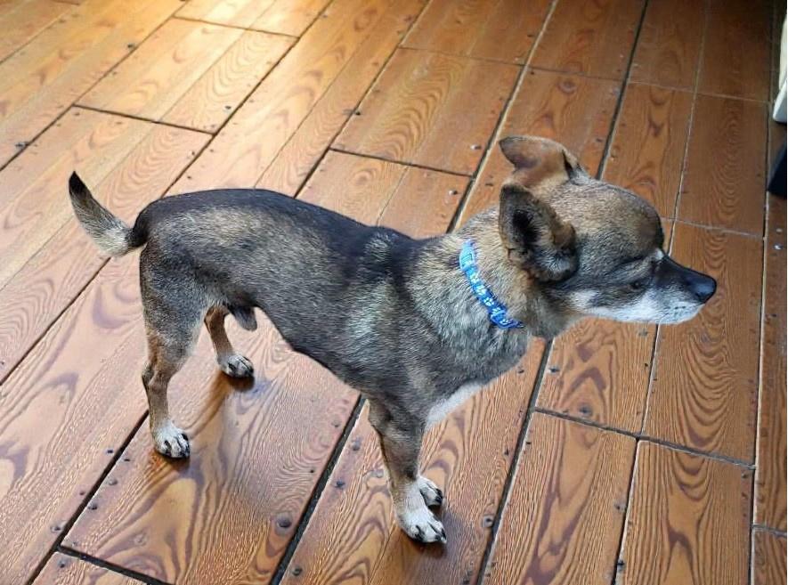 Enlarge Espresso , a ADOPTABLE mixed breed in Ventura, CA image 1/6
