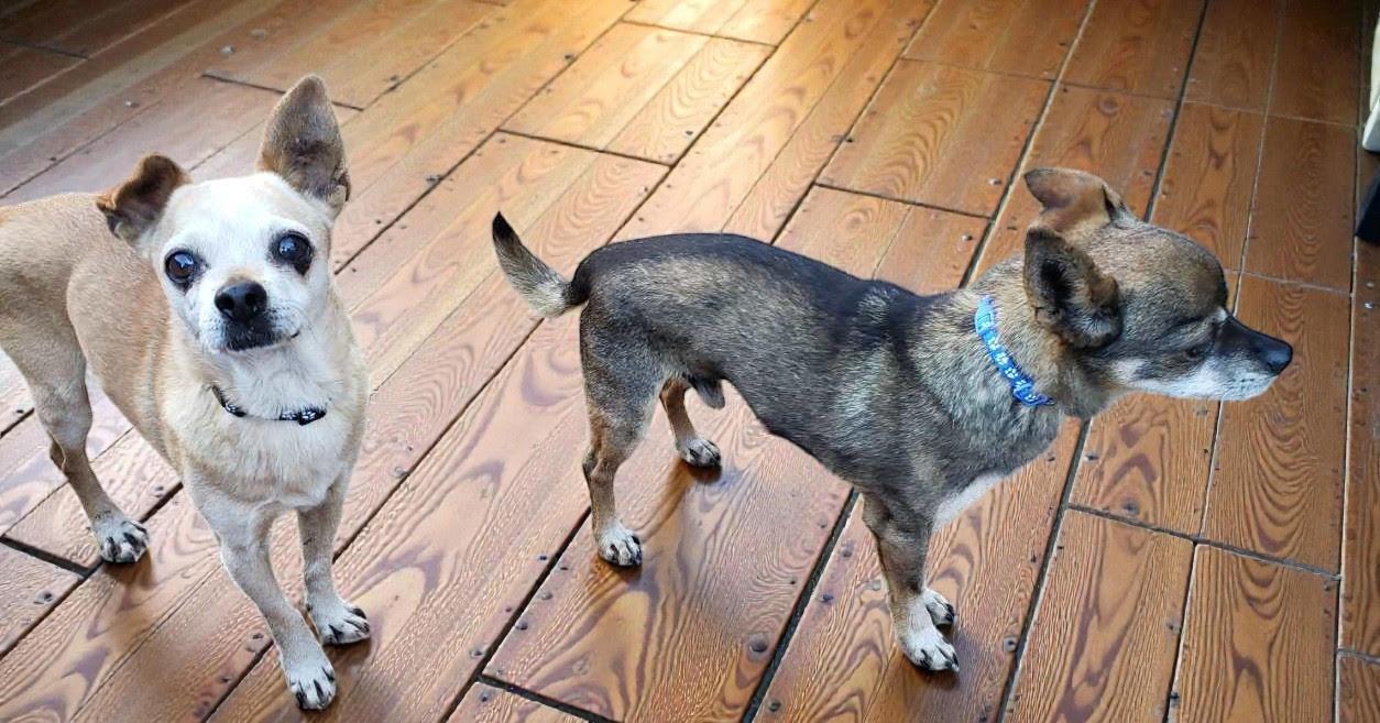Enlarge Espresso , a ADOPTABLE mixed breed in Ventura, CA image 5/6