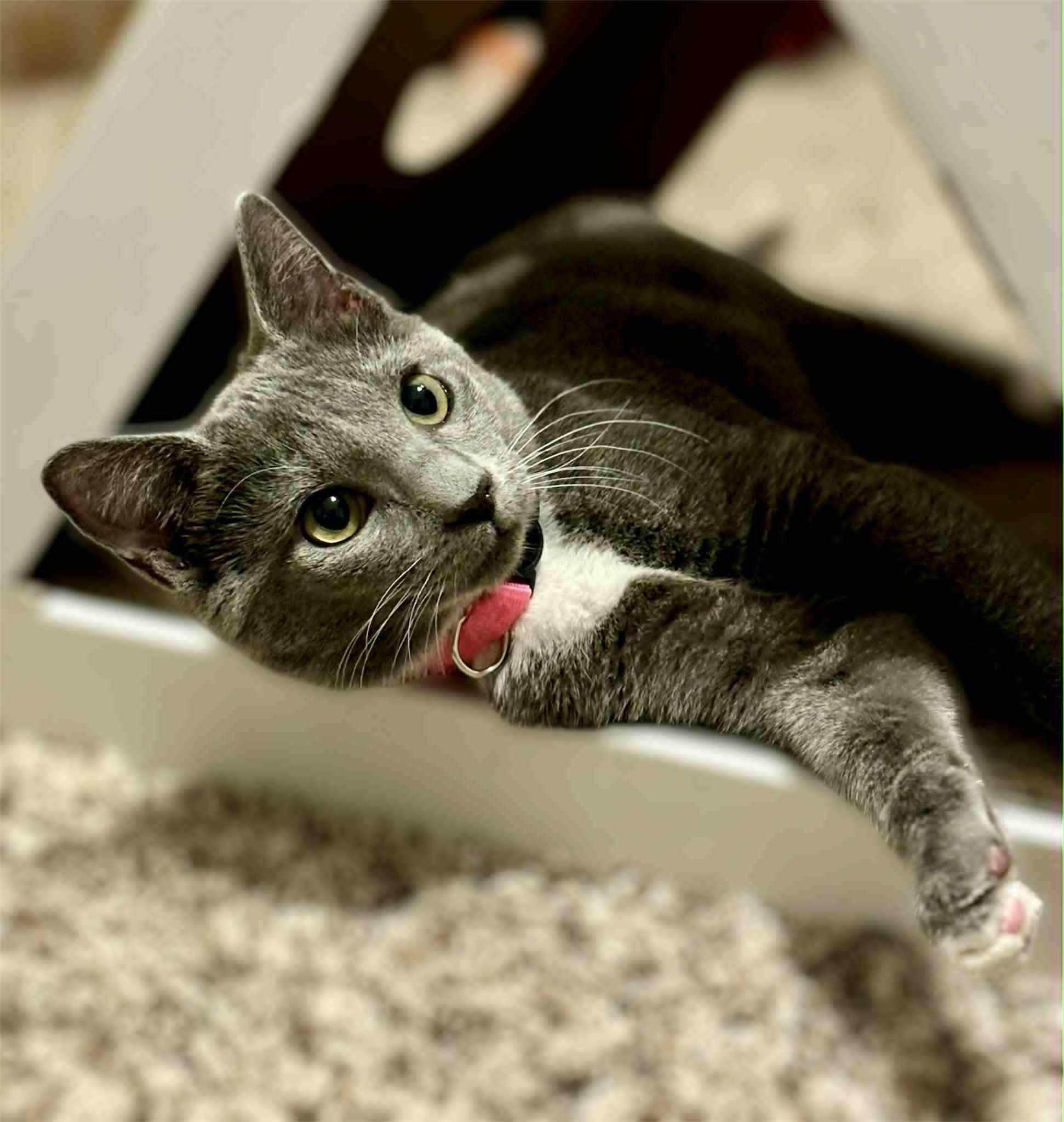 Natasha, Adoptable, Young Female Domestic Short Hair.