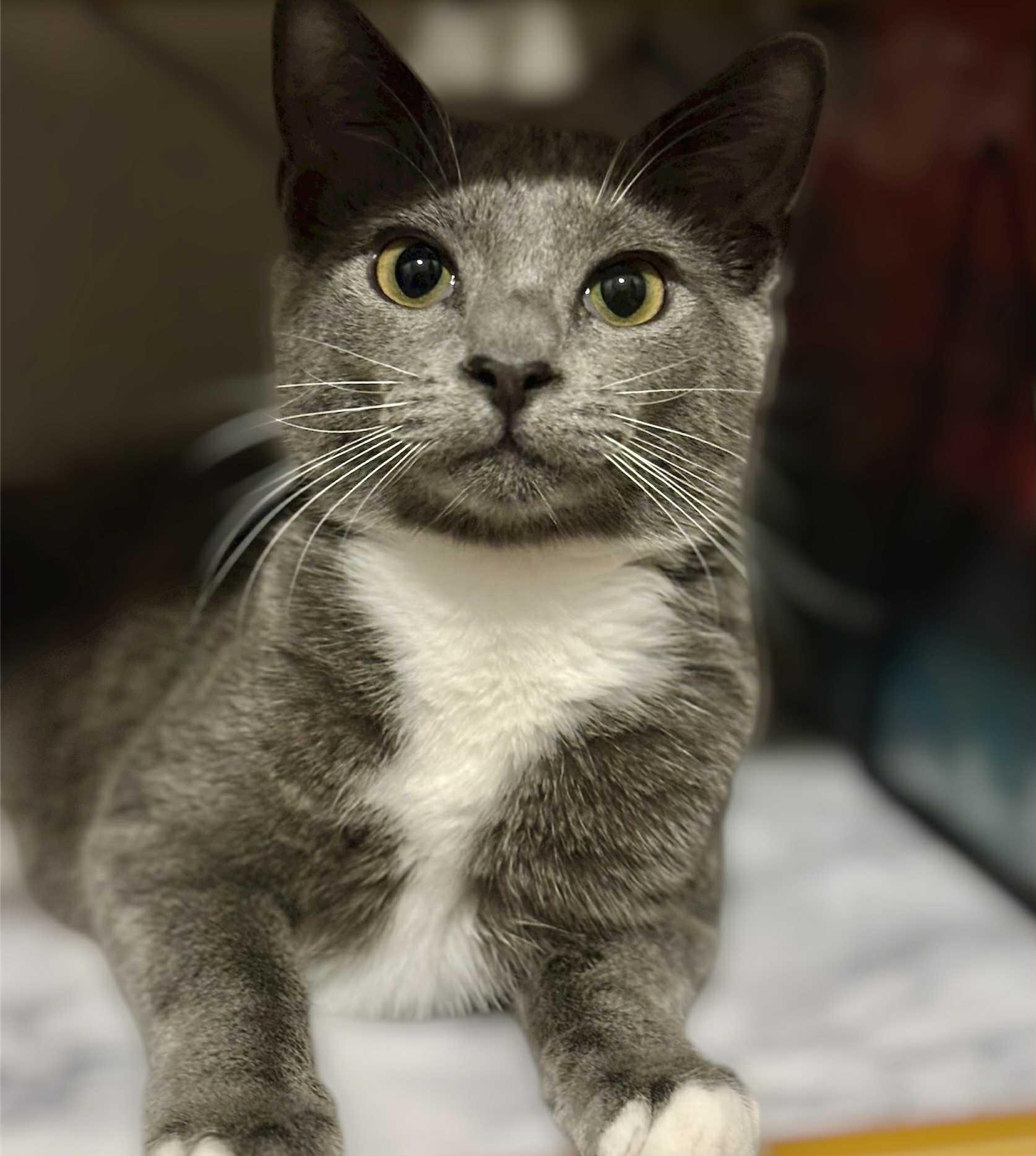Enlarge Natasha, a Adoptable Domestic Short Hair in Mansfield, TX image 2/3