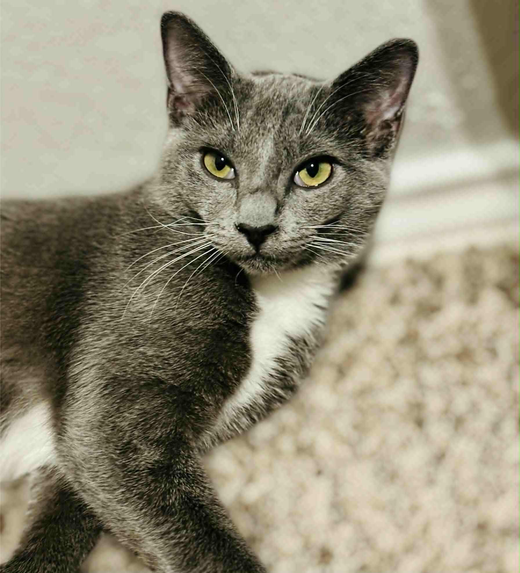 Enlarge Natasha, a Adoptable Domestic Short Hair in Mansfield, TX image 3/3