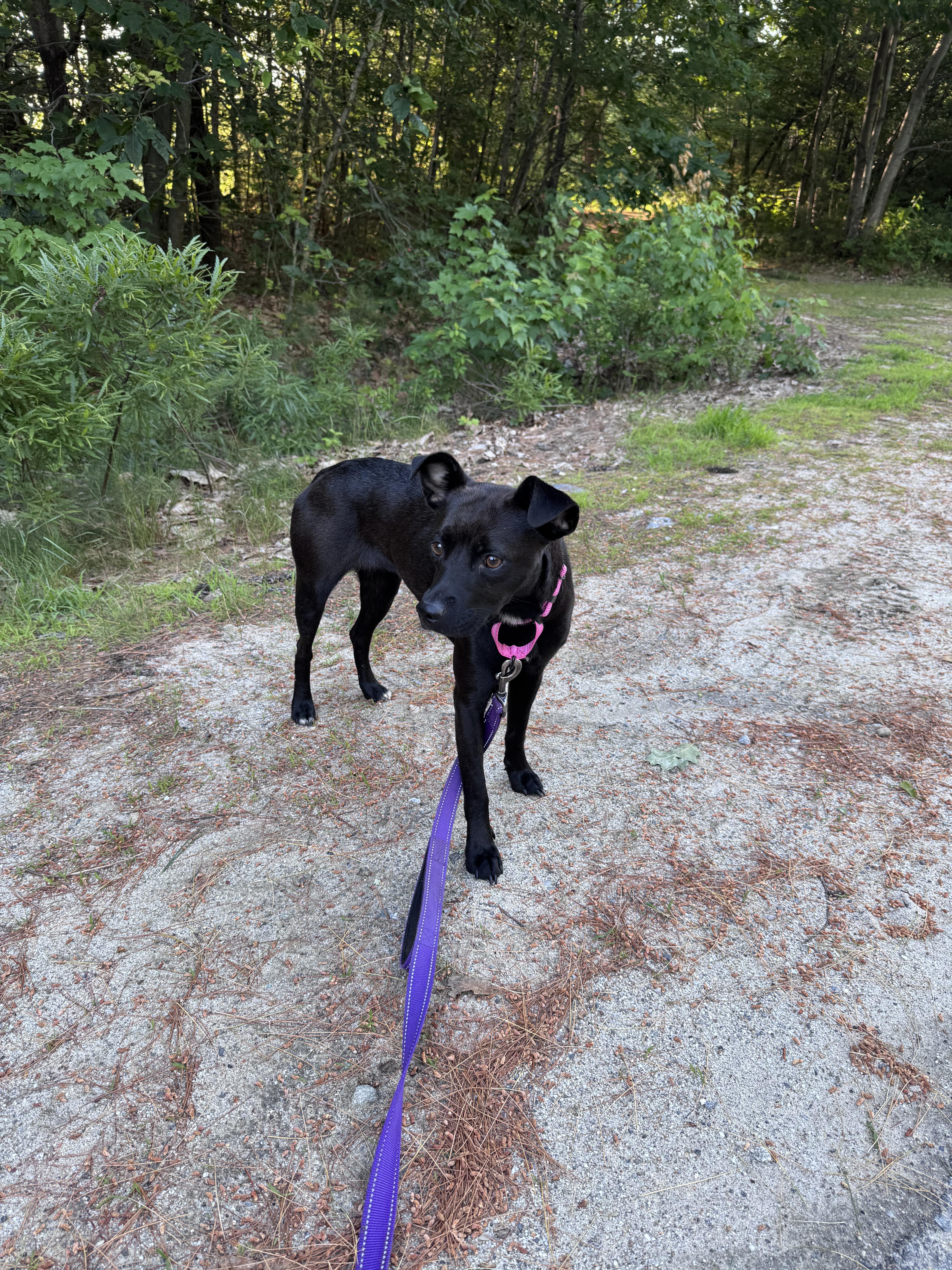 Gracelyn, adopted, Young Female Black Labrador Retriever.